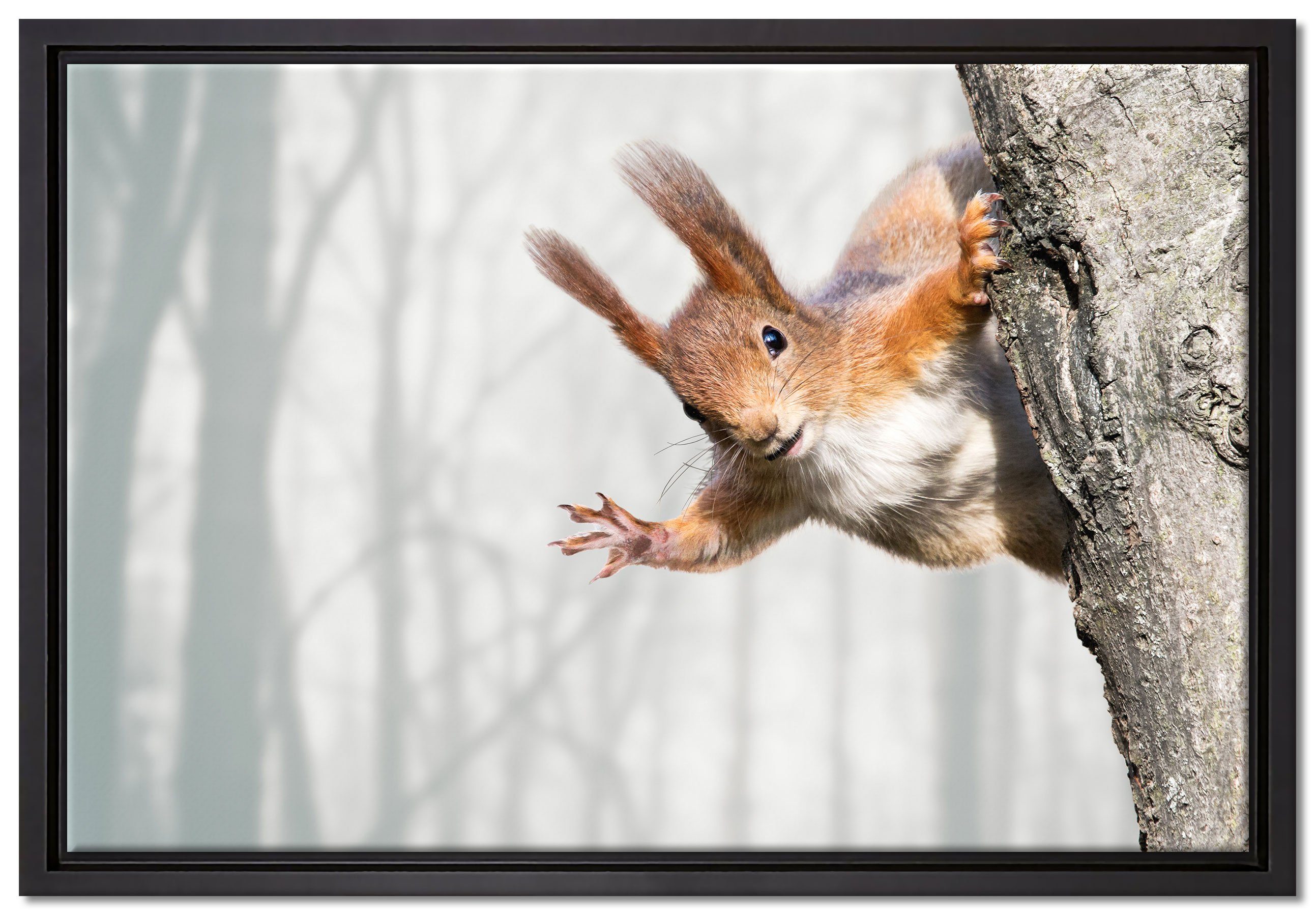 Pixxprint Leinwandbild Neugierig rotes Eichhörnchen, Wanddekoration (1 St), Leinwandbild fertig bespannt, in einem Schattenfugen-Bilderrahmen gefasst, inkl. Zackenaufhänger