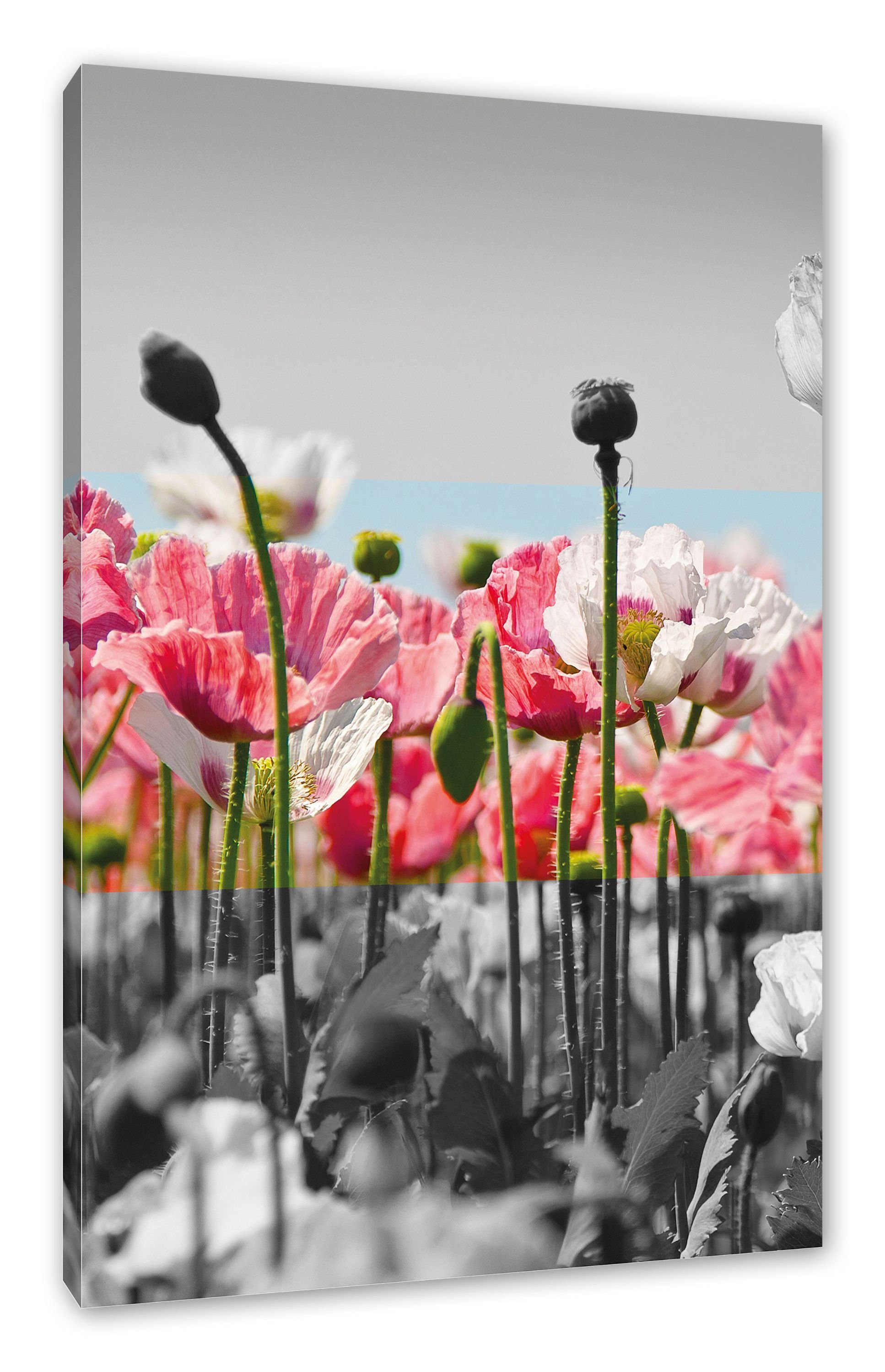schwarz/weiß, Zackenaufhänger fertig (1 inkl. St), Mohnblumen Pixxprint Leinwandbild schwarz/weiß Blumenwiese Mohnblumen Leinwandbild bespannt, Blumenwiese