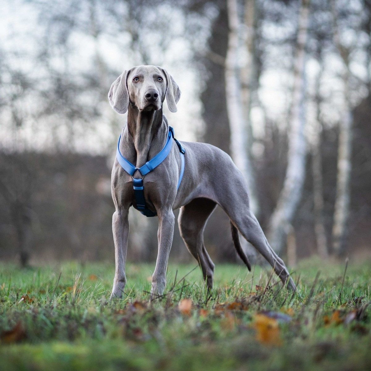Wolters Hunde-Geschirr Geschirr Professional riverside blue