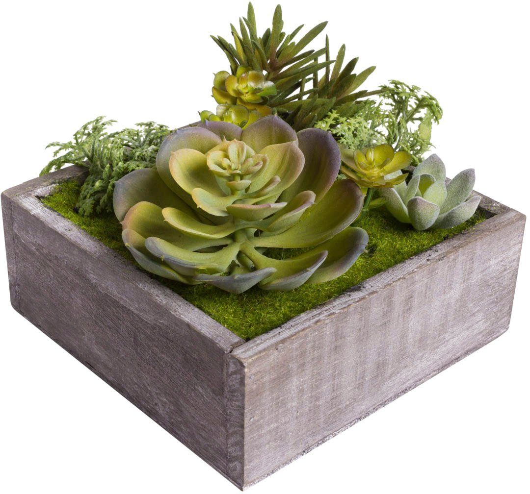 Kunstkaktus Sukkulenten Sukkulente, Botanic-Haus, Höhe 11 cm, Naturgetreue  Kunstpflanze