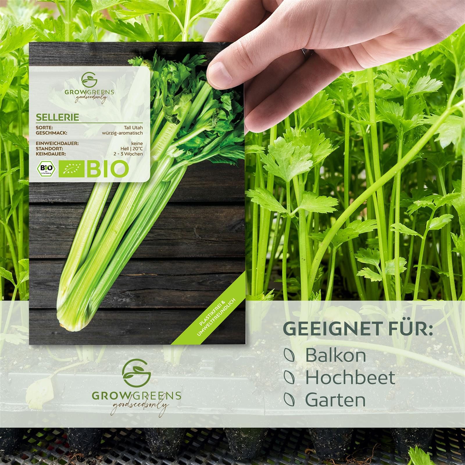 Growgreens Gemüsesamen BIO Selleriesamen (Tall Utah) - Staudensellerie Saat günstig online kaufen
