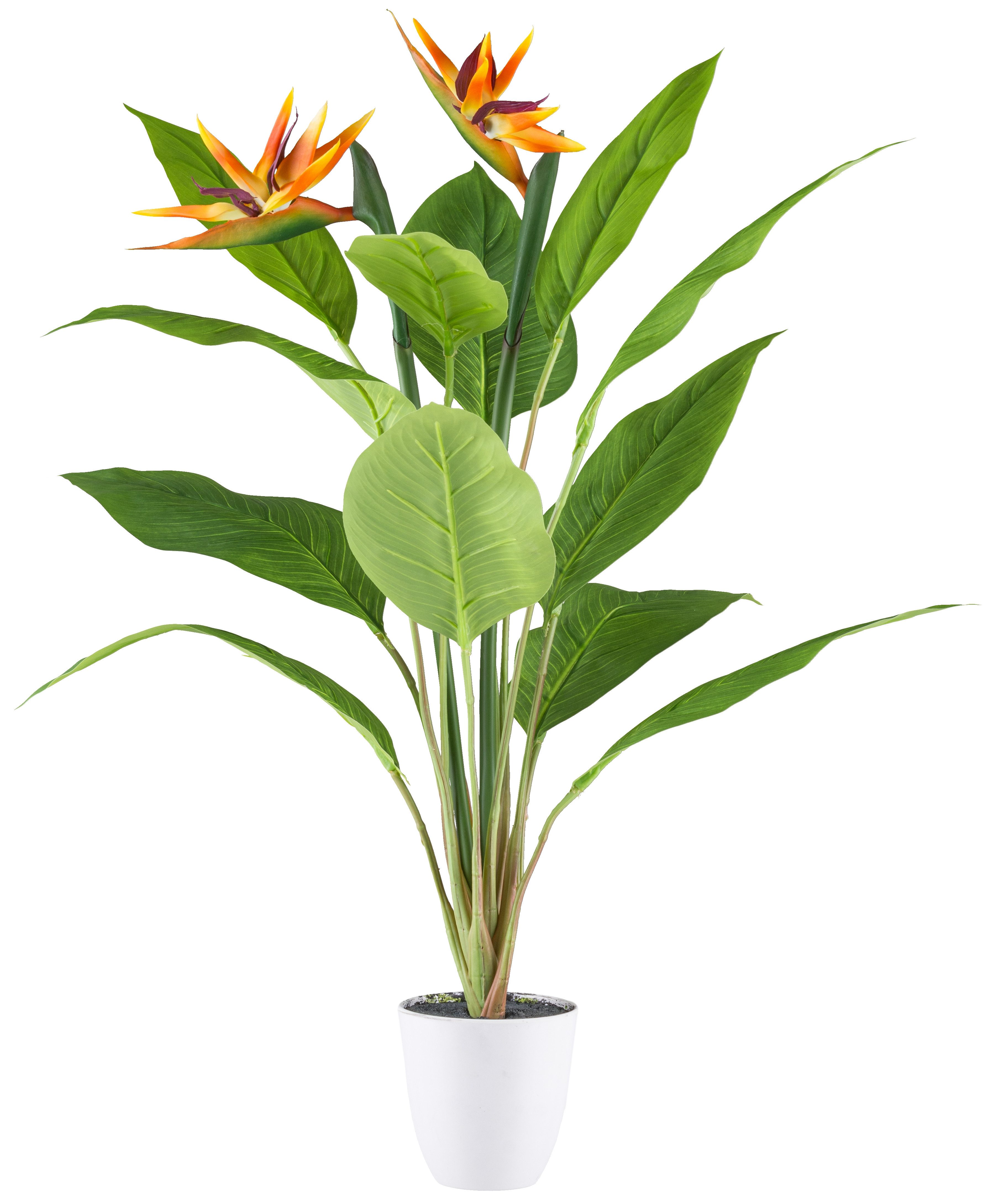 Kunstpflanze Strelitzia, Creativ green, Höhe 80 cm, mit 2 Blüten günstig online kaufen