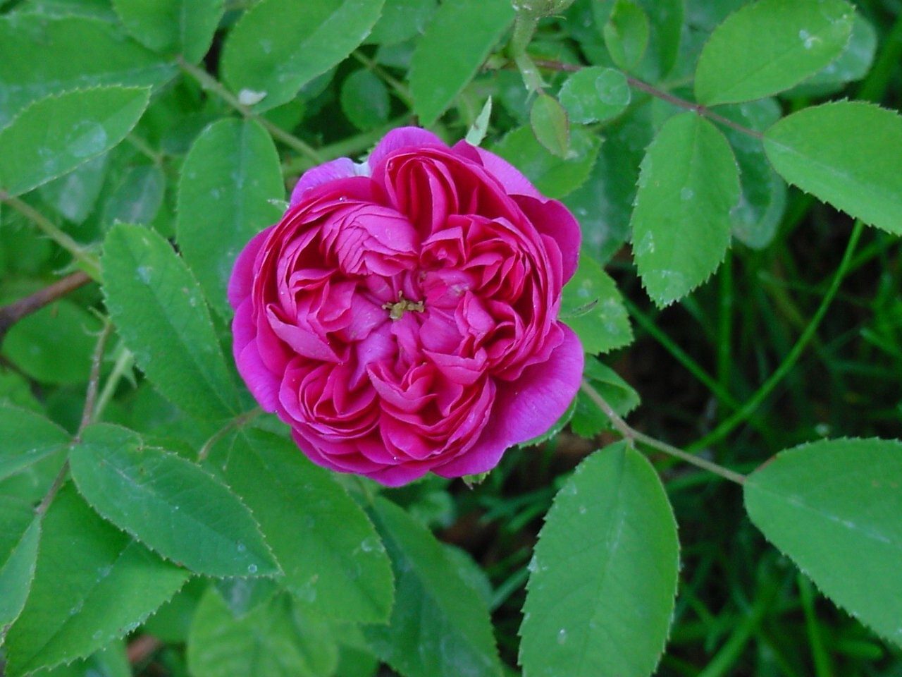 Baumschule Gold Rose Rose de Resht Öl-Rose