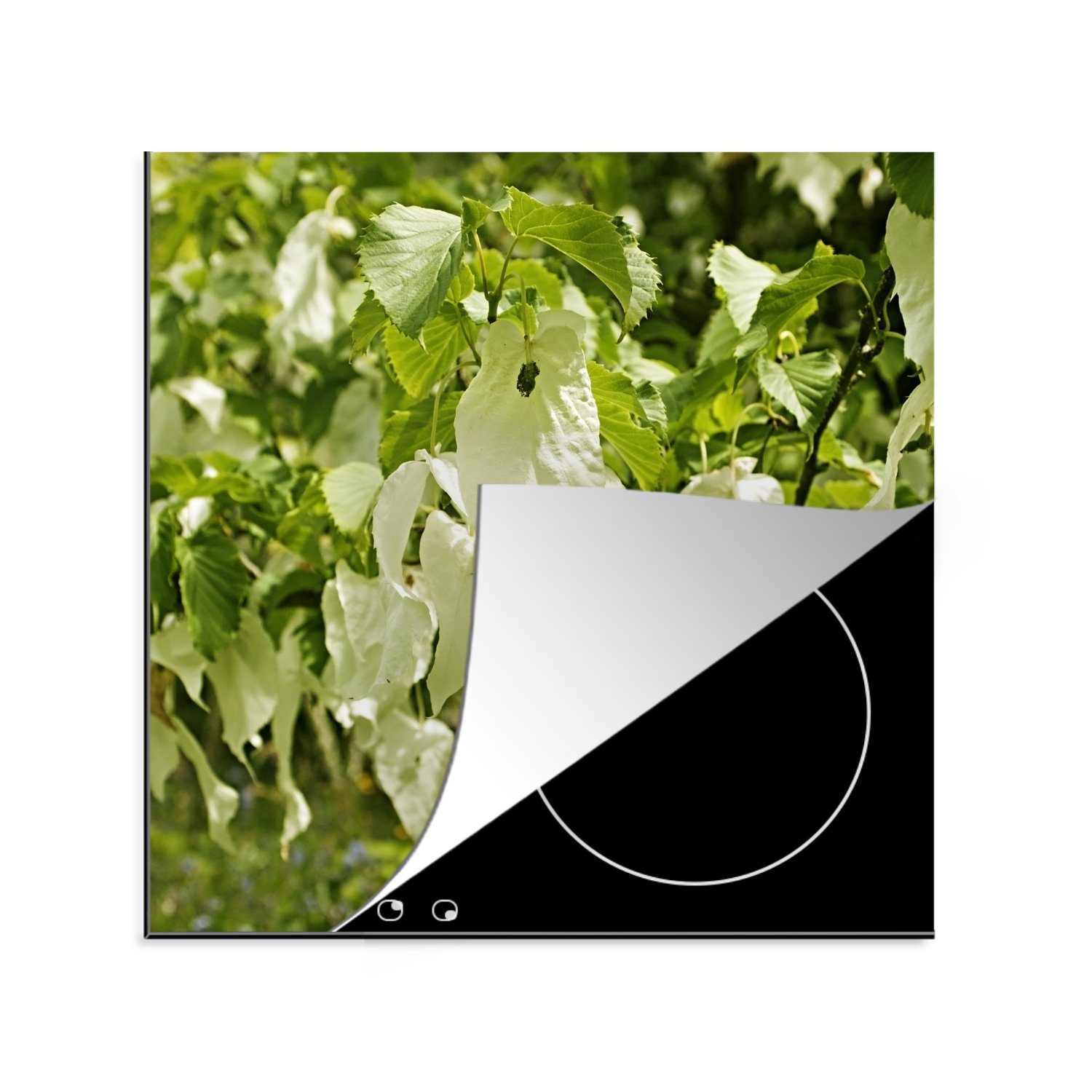 MuchoWow Herdblende-/Abdeckplatte Die Blätter eines Vanillebaums, Vinyl, (1 tlg), 78x78 cm, Ceranfeldabdeckung, Arbeitsplatte für küche