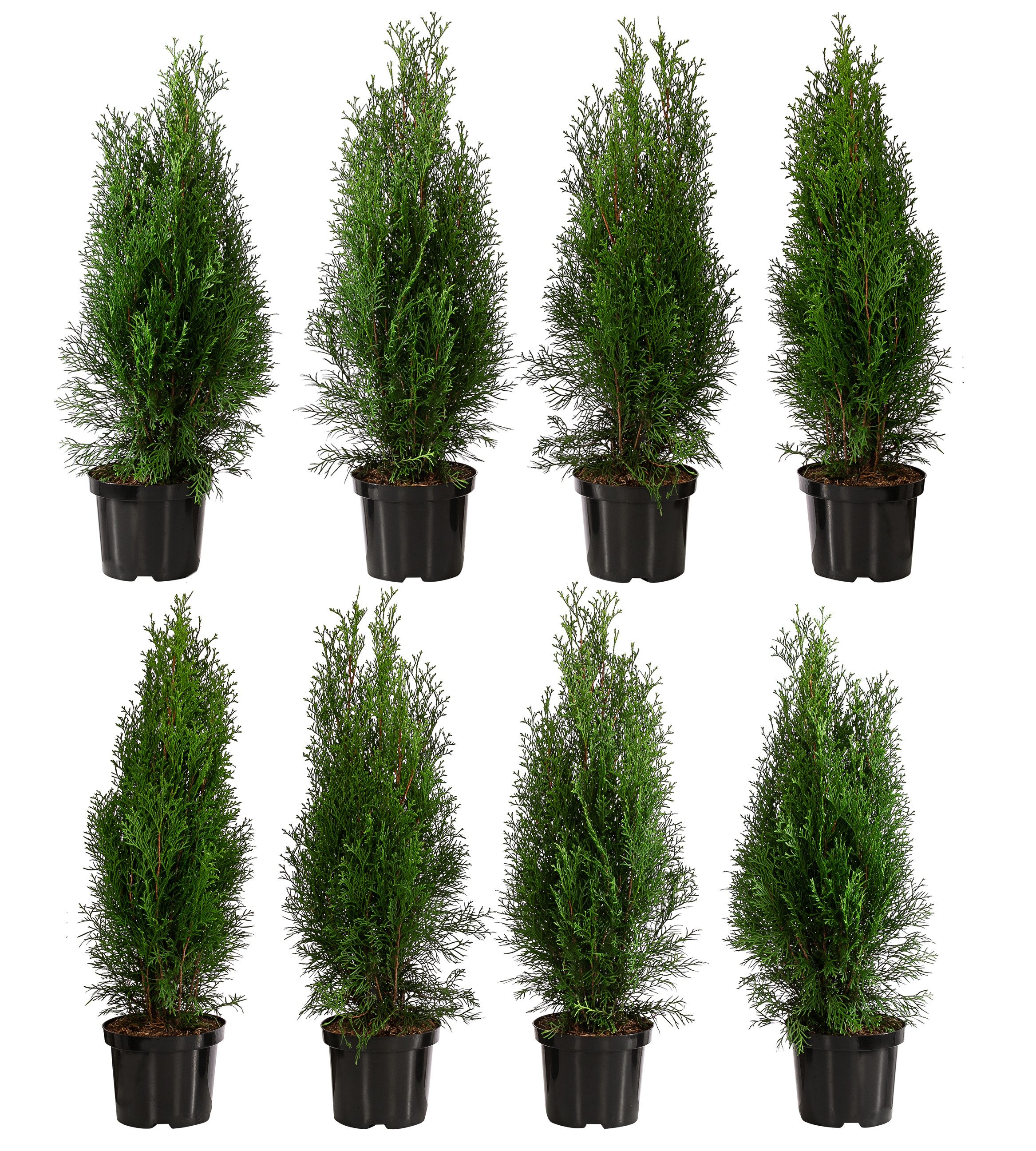 Dehner Hecken Lebensbaum Smaragd, Thuja-Hecke, 8 x ca. 60-70 cm, immergrüne Zypresse als Sichtschutz-Hecke