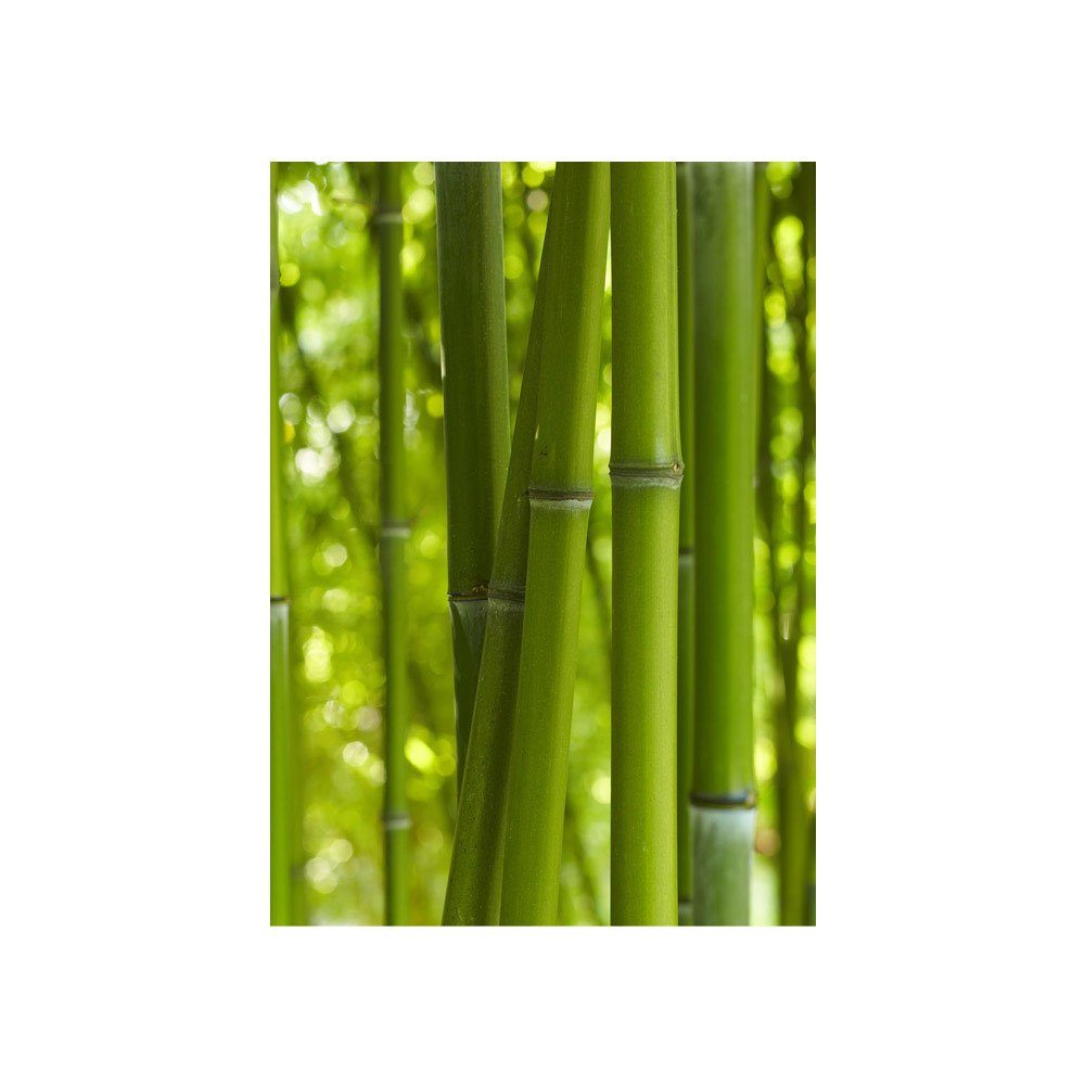 71, liwwing no. bambus natur dschungel baum Fototapete wald Fototapete tropisch liwwing urlwald Bambus