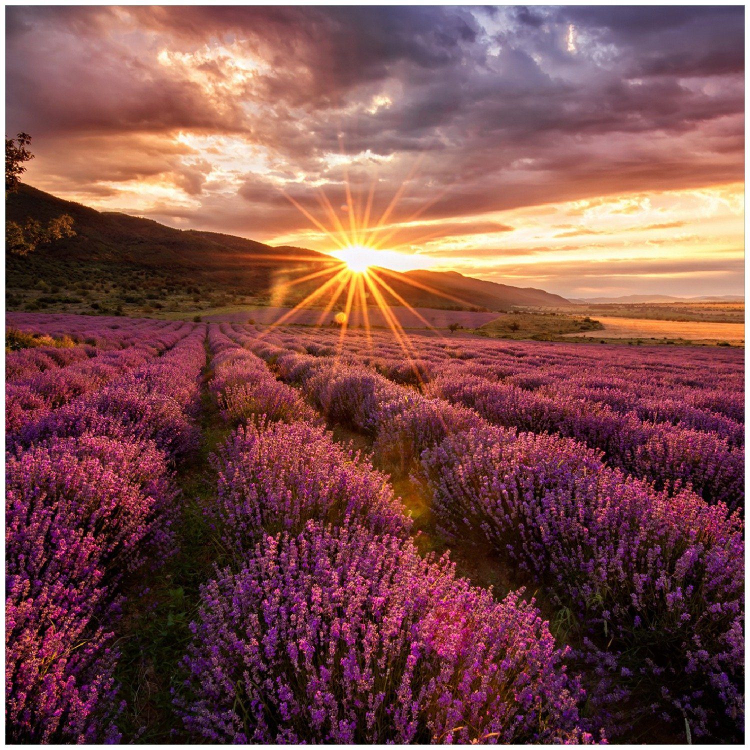 Wallario Memoboard Lavendelfeld bei Sonnenuntergang - Sonnenstrahlen