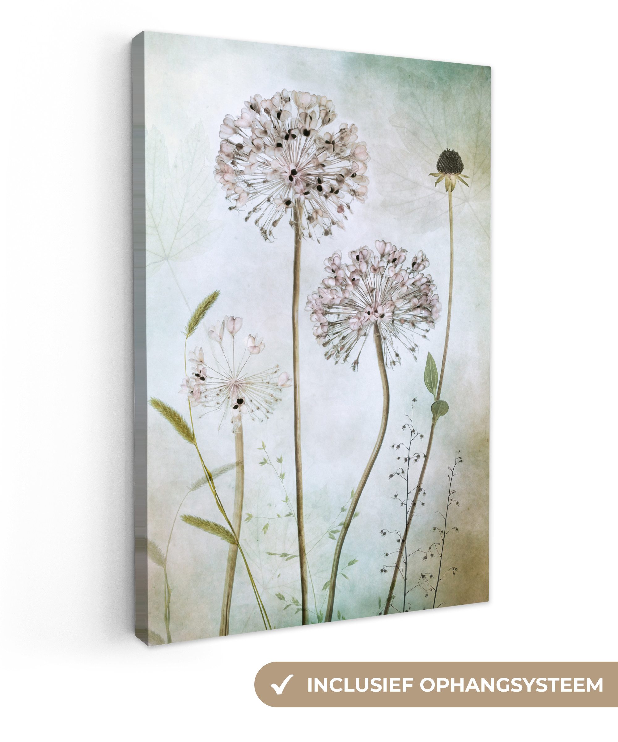 OneMillionCanvasses® Leinwandbild Blumen - Dekorative Zwiebel - Stilleben - Pflanzen, Fotodruck (1 St), Leinwand Canvas Wandbild, Wanddekoration 20x30 cm