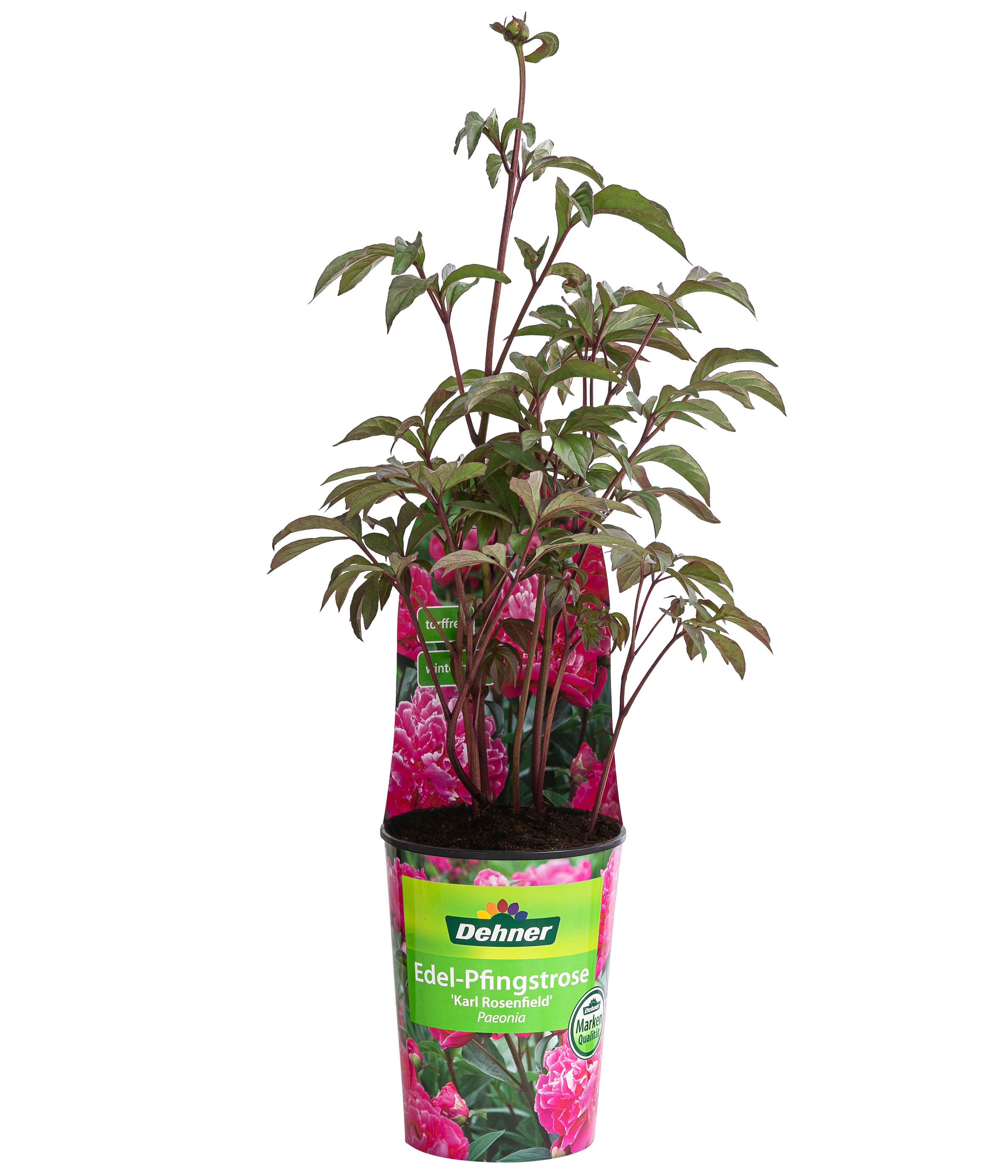 Dehner Staude Edel-Pfingstrose, gefüllte / duftende Blüten, 20-30 cm, 2 l Topf