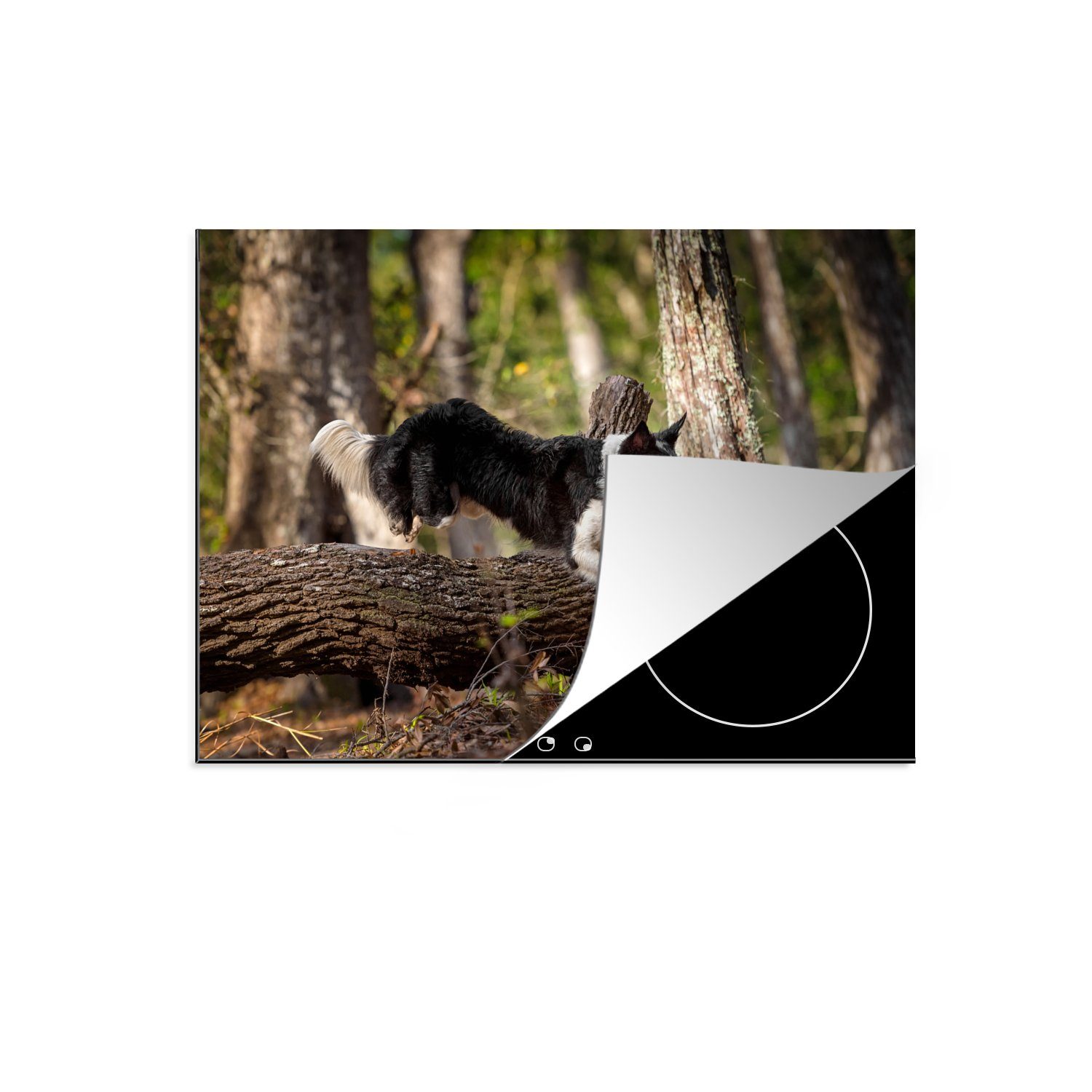 MuchoWow Herdblende-/Abdeckplatte Ein schwarz-weißer Border Collie springt über einen Baumstamm, Vinyl, (1 tlg), 70x52 cm, Mobile Arbeitsfläche nutzbar, Ceranfeldabdeckung