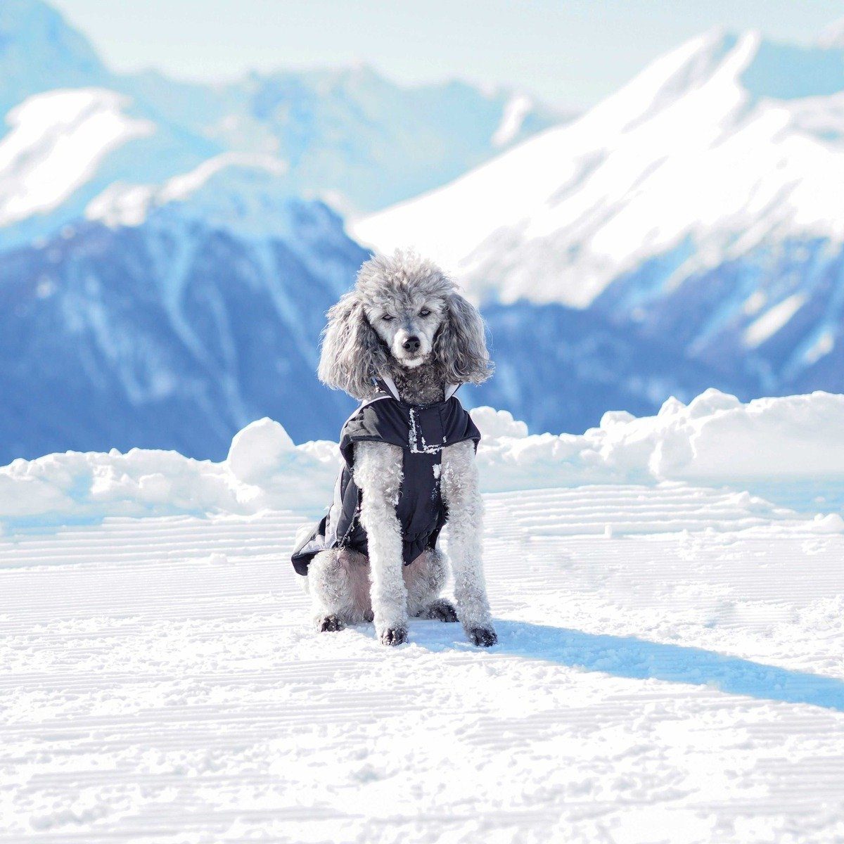 Thumbnail - Wolters Hundemantel Skijacke Dogz Wear schwarz