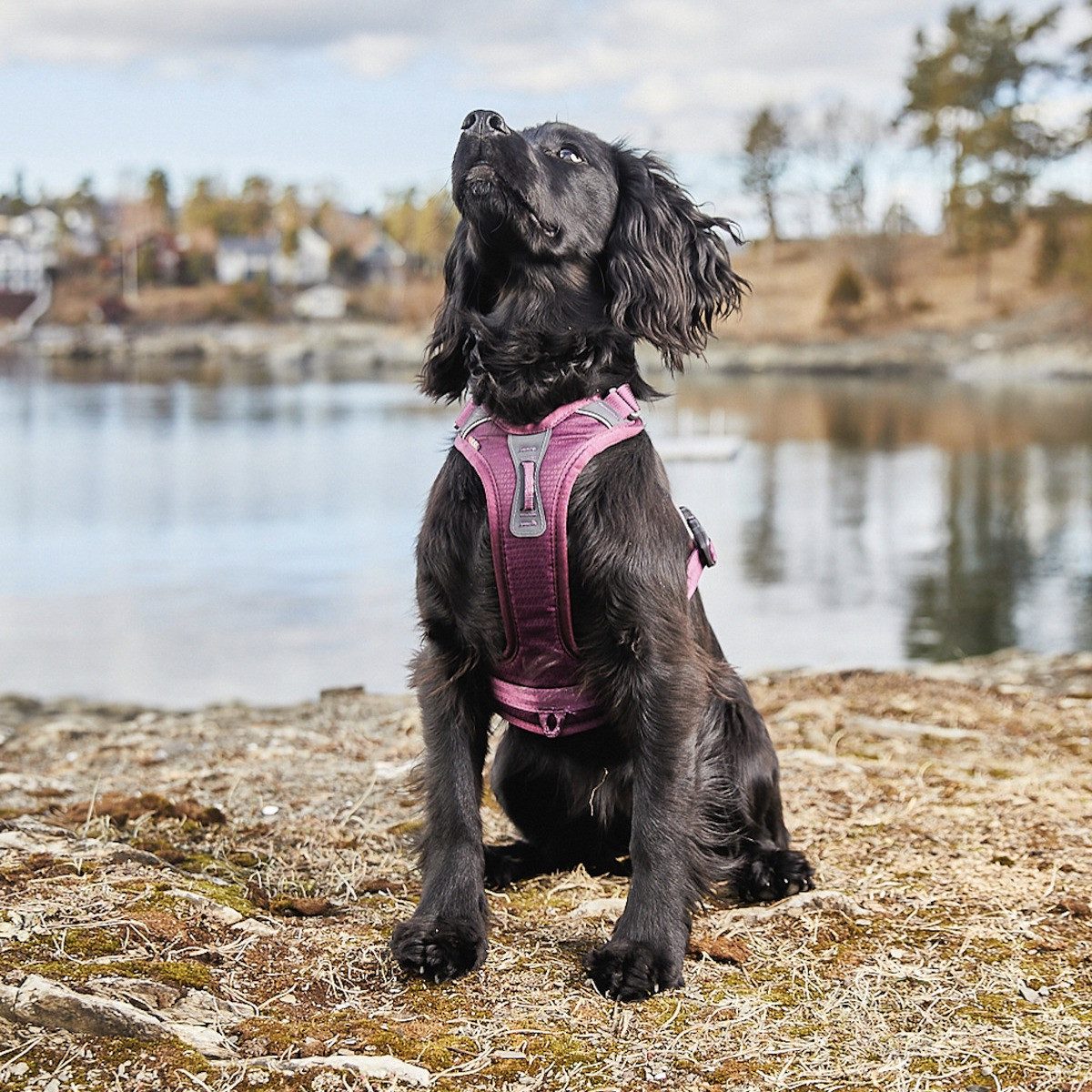 Non-stop dogwear Hunde-Geschirr Hundegeschirr Ramble Harness lila günstig online kaufen