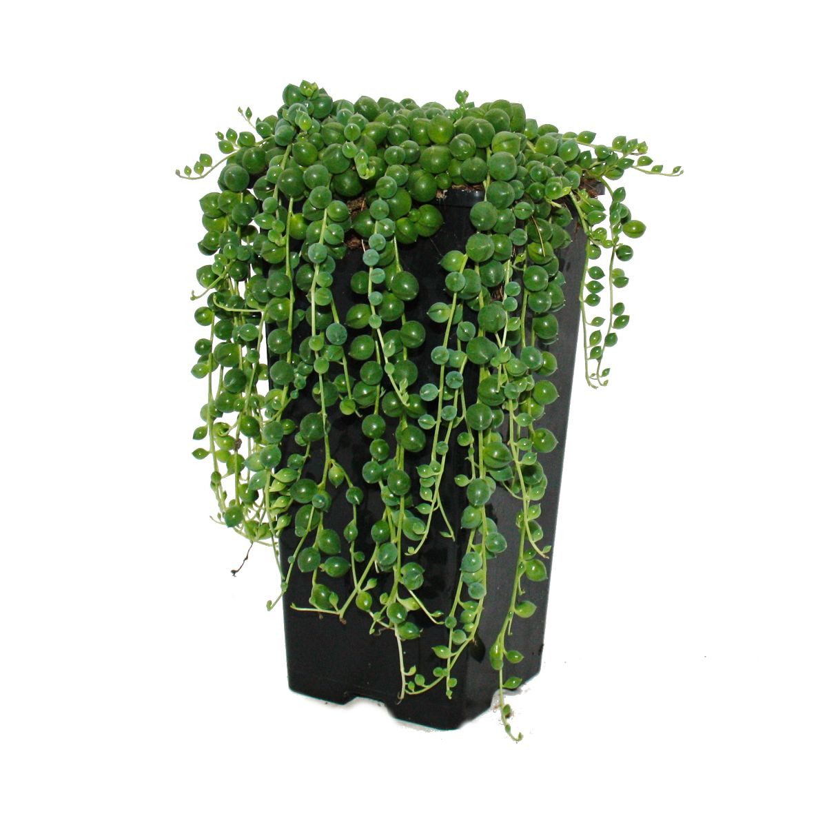 Exotenherz Kaktus Erbse am Band - Senecio rowleyanus 14cm Topf