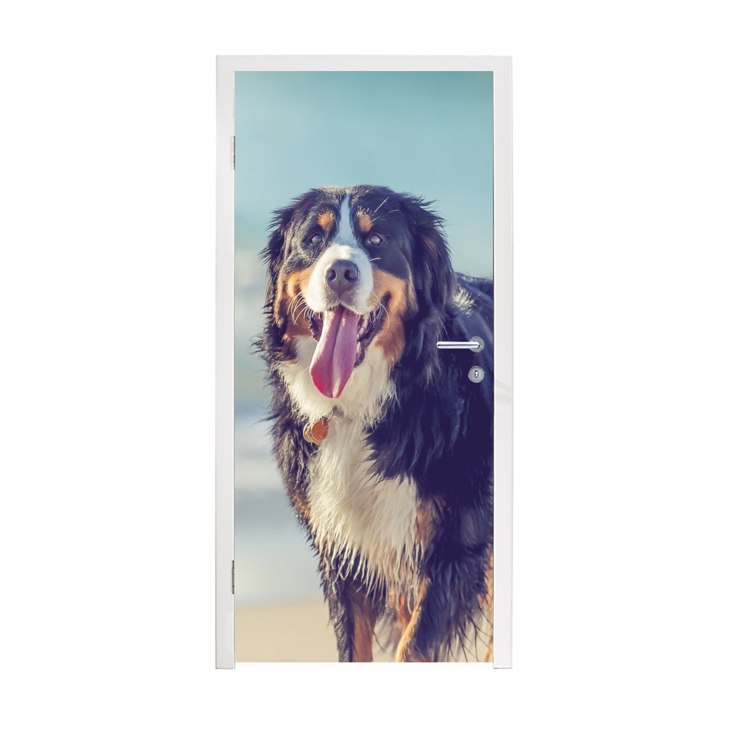 MuchoWow Türtapete Ein Berner Sennenhund beim Spaziergang am Strand, Matt, bedruckt, (1 St), Fototapete für Tür, Türaufkleber, 75x205 cm