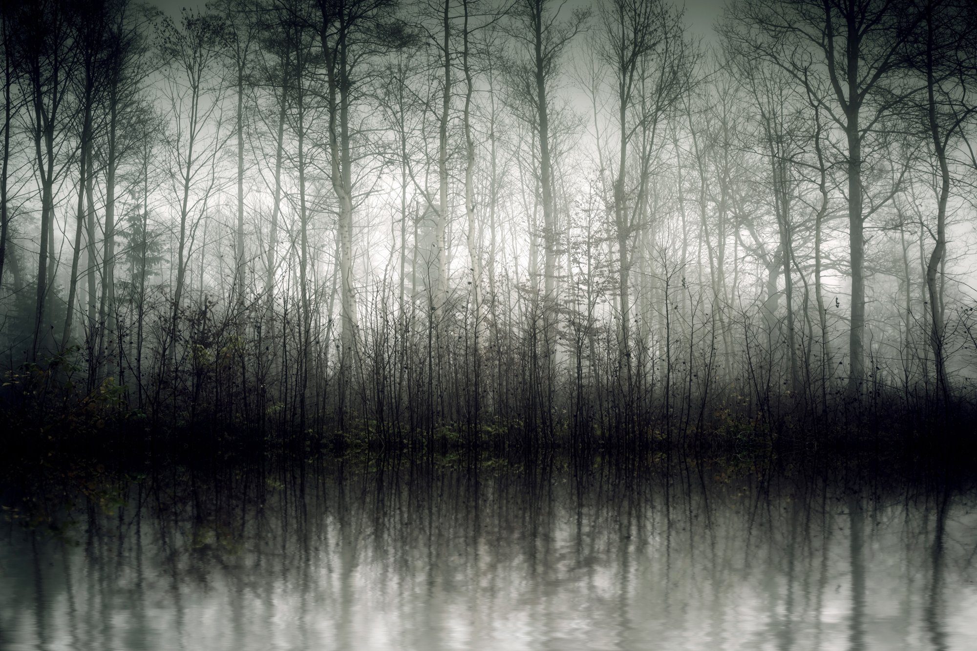 queence Leinwandbild Der Nebel, mit Akustikbild sehr St), (1 Schallabsorptions-Eigenschaften Bäume Baumbilder, guten
