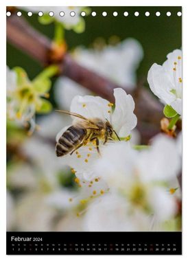 CALVENDO Wandkalender Bienen (Tischkalender 2024 DIN A5 hoch), CALVENDO Monatskalender