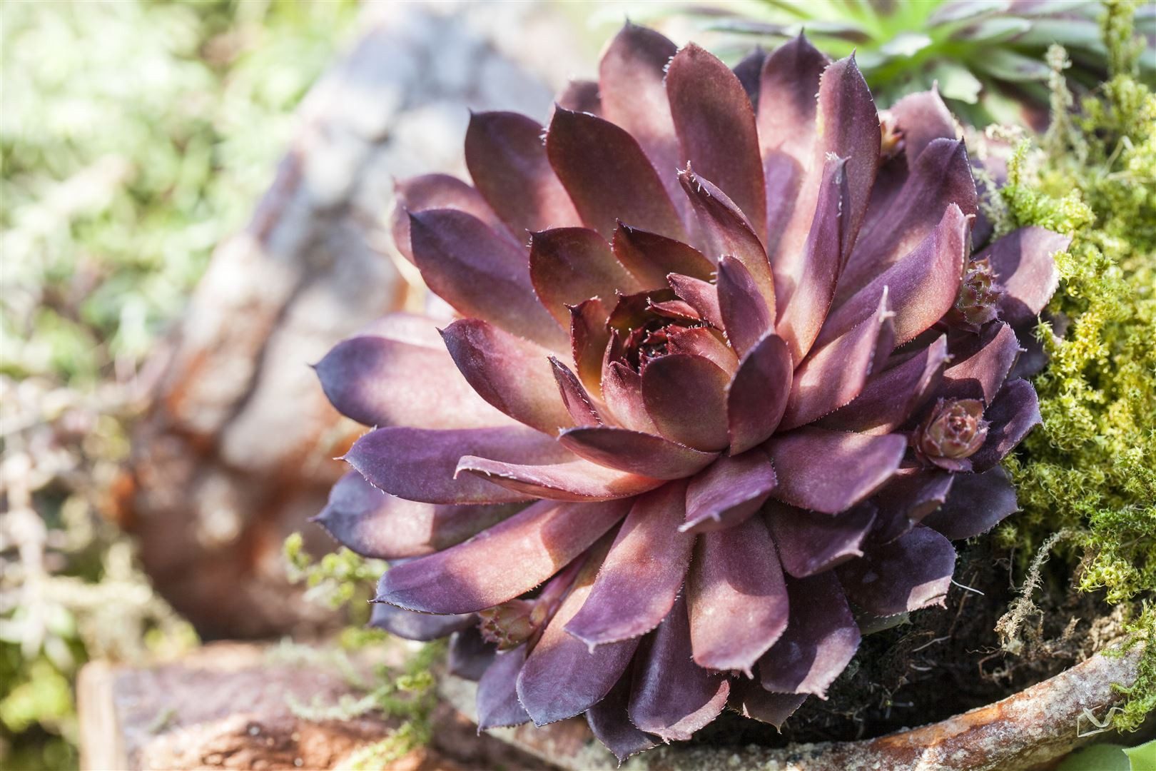 Pflanzen für Dich Staude Sempervivum cult. Palisander, 1 St., Hauswurz, Dachwurz
