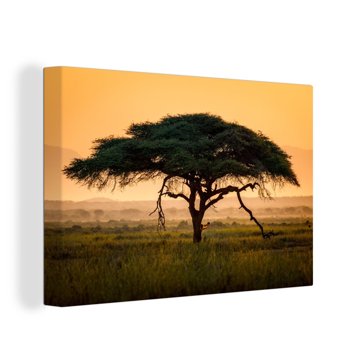 Leinwandbild Wanddeko, vor orangefarbenem 30x20 OneMillionCanvasses® (1 Wandbild Akazienbaum Himmel, Aufhängefertig, Tropischer cm St), Leinwandbilder,