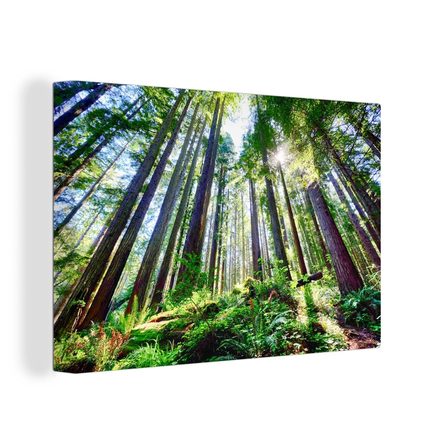 von Sonnenstrahlen, Redwood-Bäumen St), cm Aufhängefertig, Hervorragendes Wandbild Bild (1 Wanddeko, 30x20 OneMillionCanvasses® mit Leinwandbilder, Leinwandbild