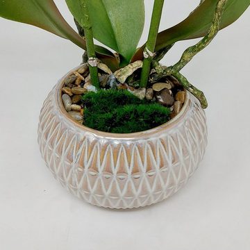 Kunstpflanze, DPI, Höhe 36 cm, Weiß H:36cm D:12cm Kunststoff