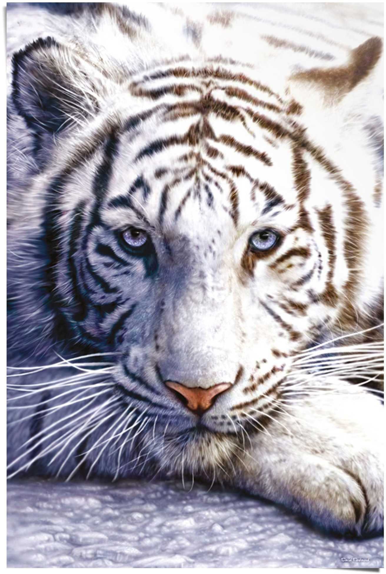 Weißer Poster (1 Tiger, St) Reinders!