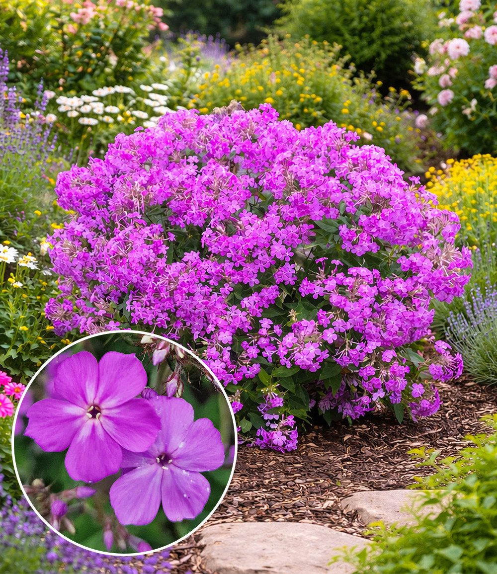 BALDUR Garten Staude Phlox 'JS® Queen Paola®', 2 St., Flammenblume,winterhart, Dauerblüher, blütenreich, robust