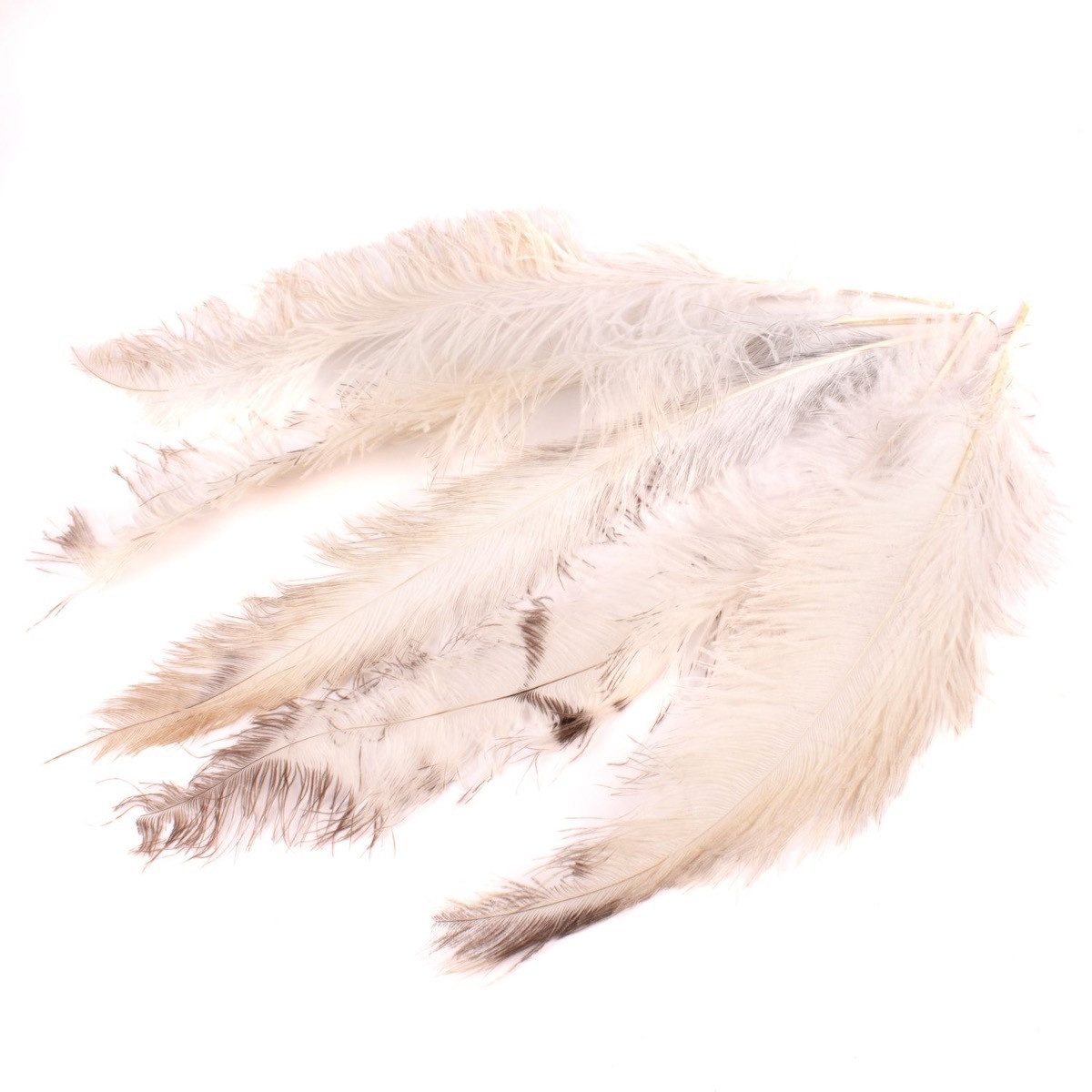 Bastelfedern Deko Federn Deko Pippin, 5 Stück, Natur, 55-70cm