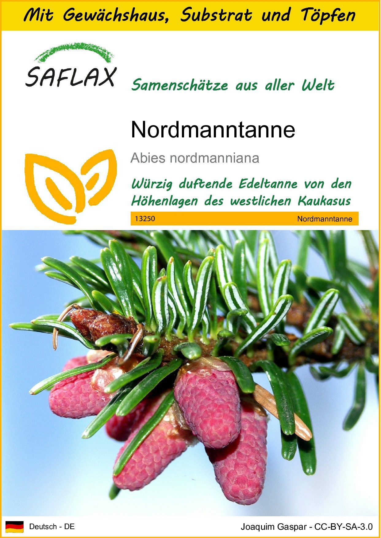Blumensamen SAFLAX - Anzuchtset - Nordmanntanne