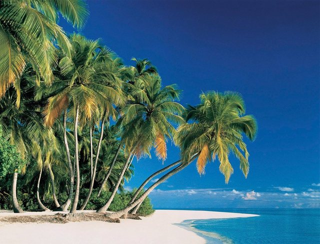 Papermoon Fototapete »Tropical Palms«, glatt-Otto