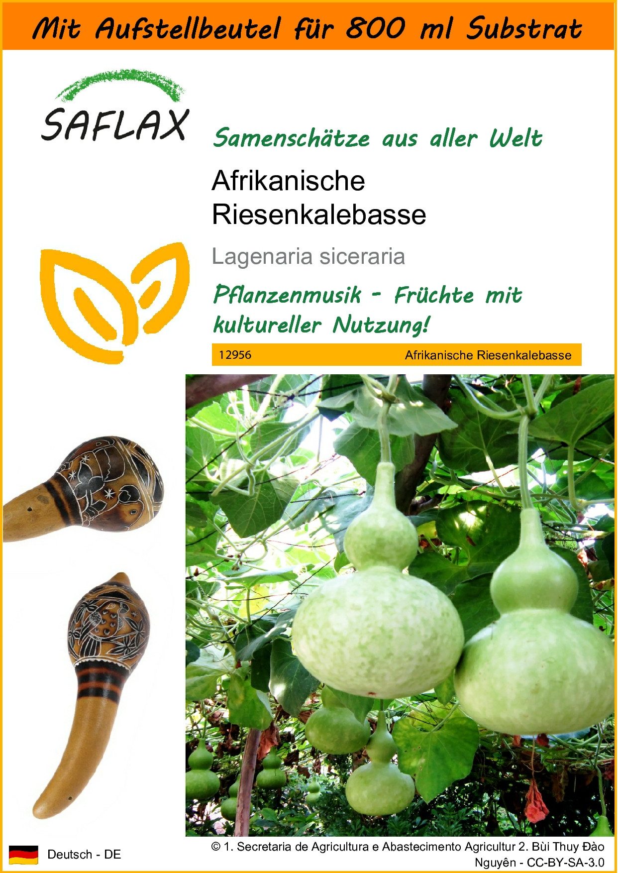 Blumensamen SAFLAX - Garden in the bag - Afrikanische Riesenkalebasse