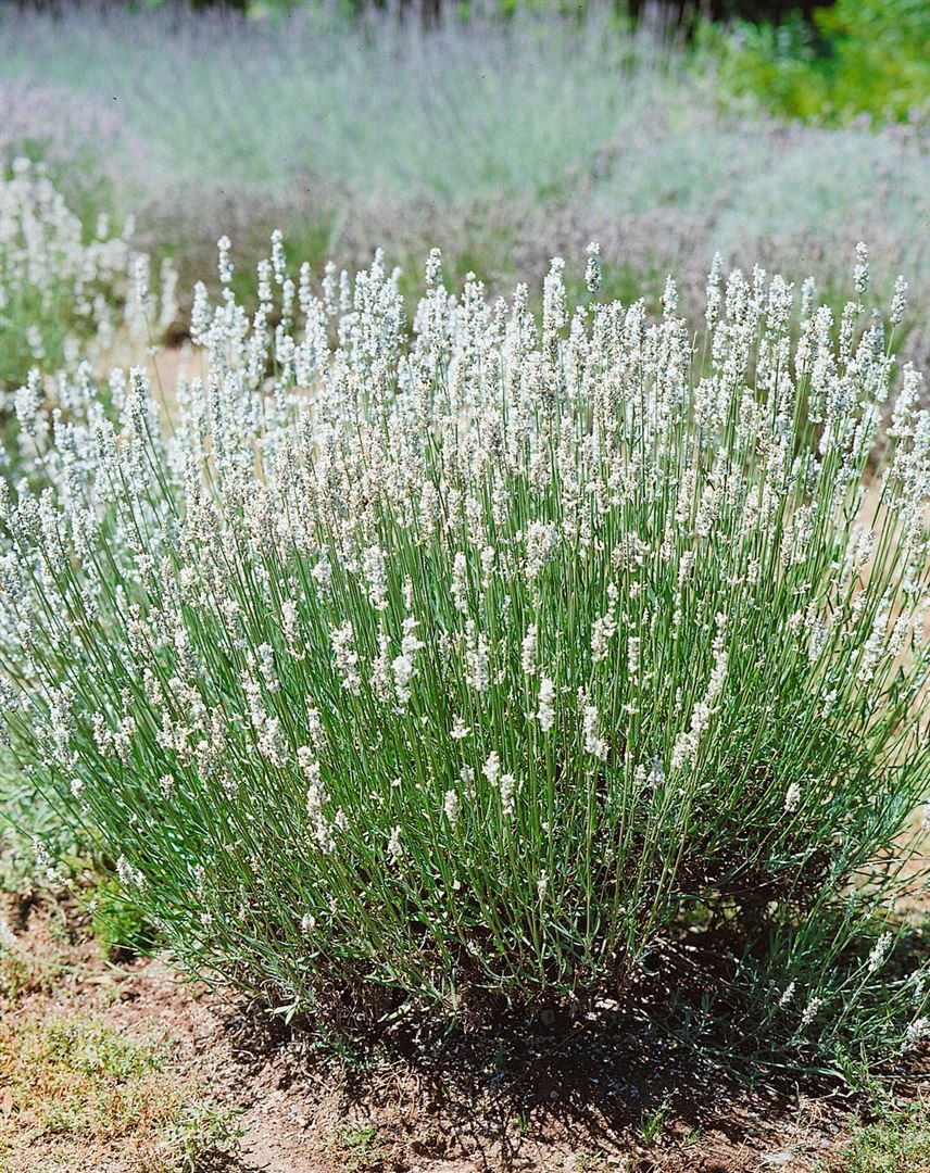 Pflanzen für Dich Staude Lavandula ang. Nana Alba, 1 St., Weißer Zwerglavendel, Echter Lavendel
