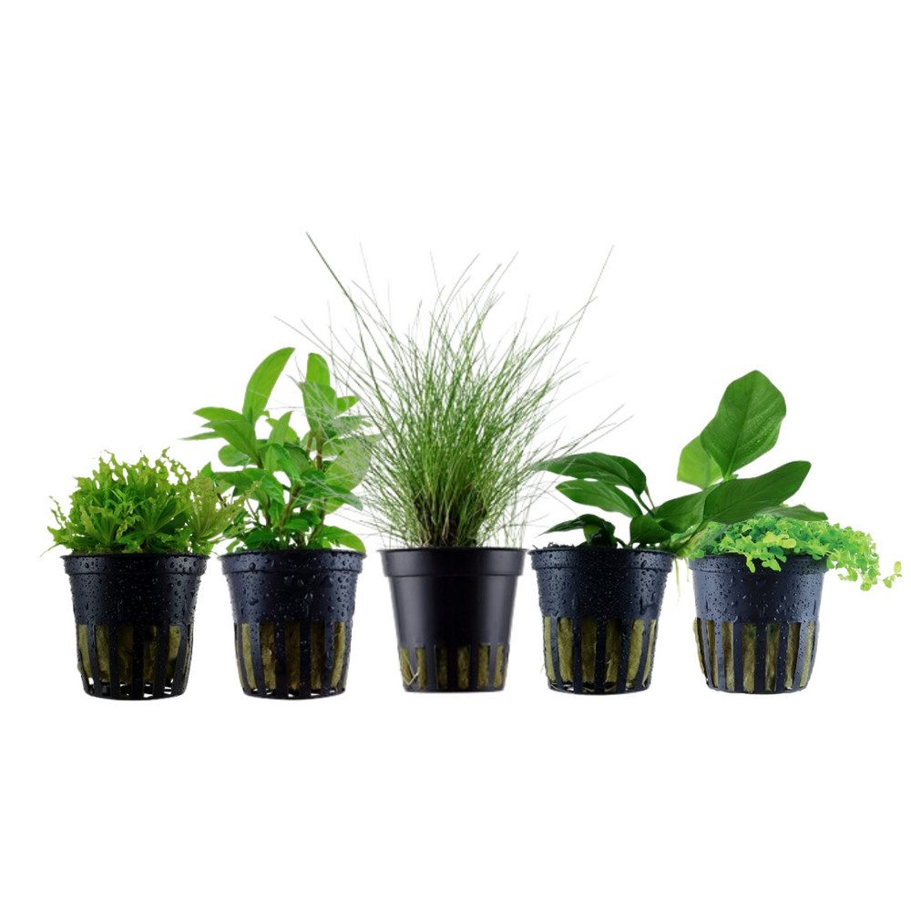Aquaone Wasserpflanze Pflanzen Set mit 5 einfachen kleinen Wasserpflanzen Nr.107