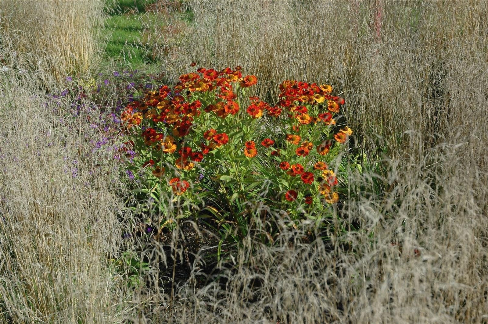 Pflanzen für Dich Staude Helenium 'Baudirektor Linne', 1 St., Sonnenbraut