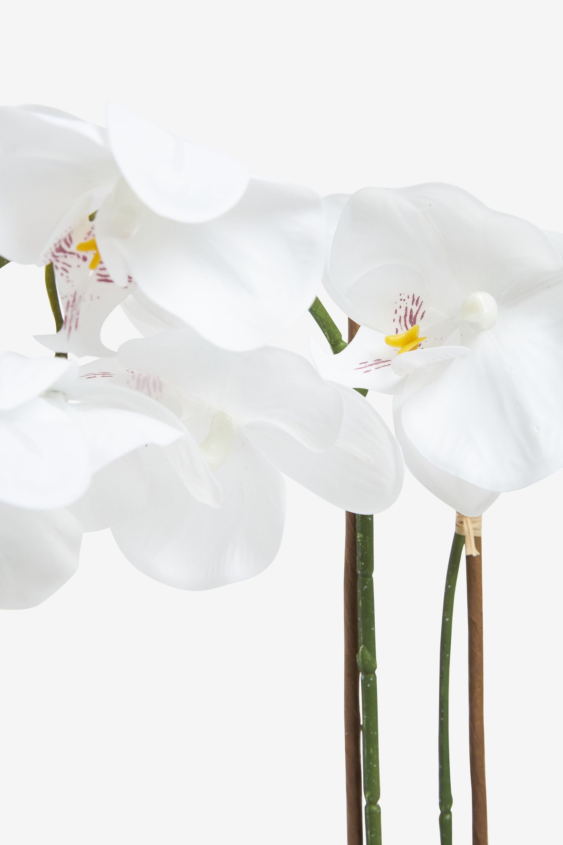 Künstliche Orchidee Künstliche, im, aussehende Next echt Zimmerpflanze