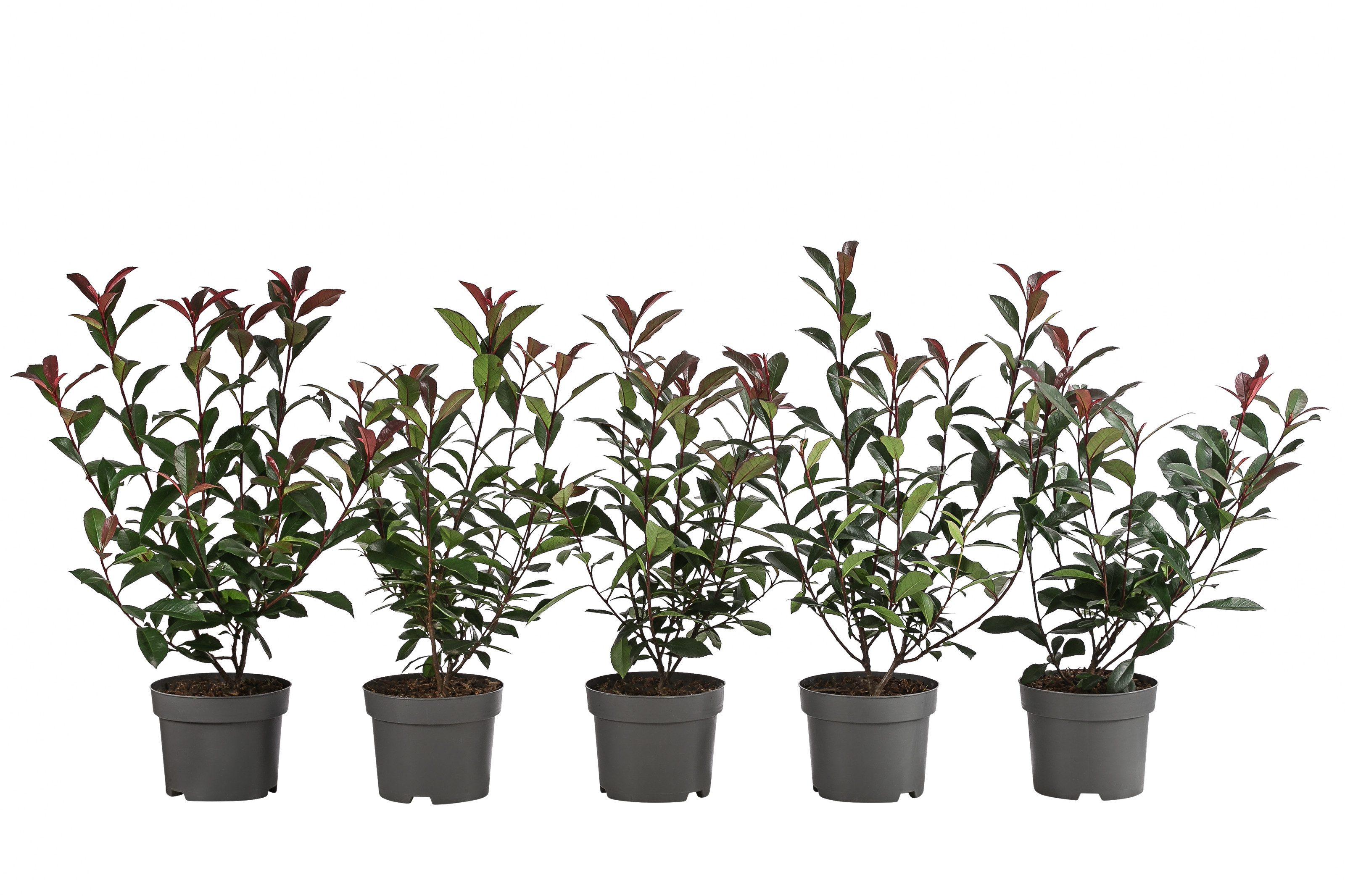 Dehner Hecken Hecke Purpur-Glanzmispel, 1 Meter, 5 x 2 l, pflegeleichte Sichtschutz-Hecke