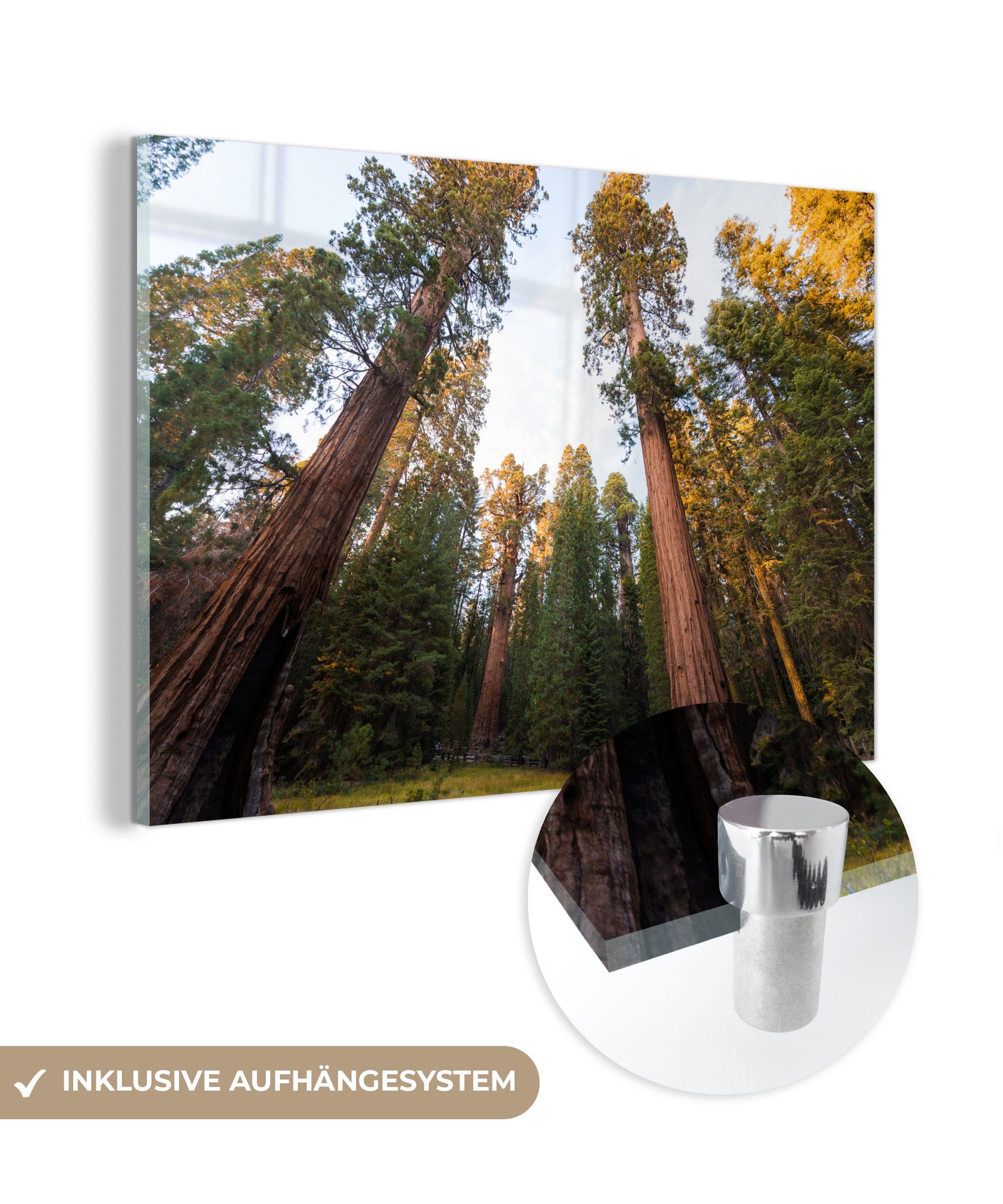 MuchoWow Acrylglasbild Riesenmammutbäume im Sequoia National Park in den Vereinigten Staaten, (1 St), Acrylglasbilder Wohnzimmer & Schlafzimmer