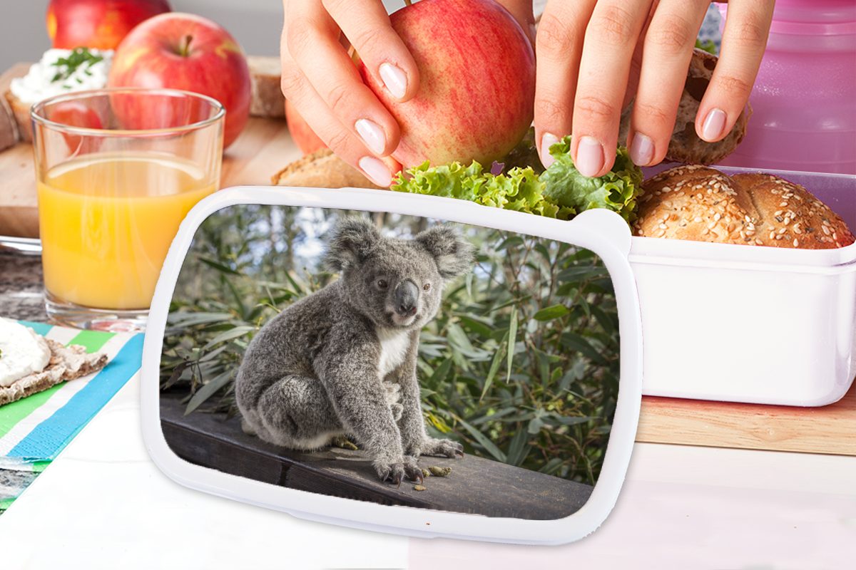 MuchoWow Lunchbox Holz für Kinder weiß (2-tlg), Jungen und Erwachsene, - - für Pflanzen - Kunststoff, Mädchen, - Mädchen Brotdose, Kinder Koala - und Jungs Brotbox