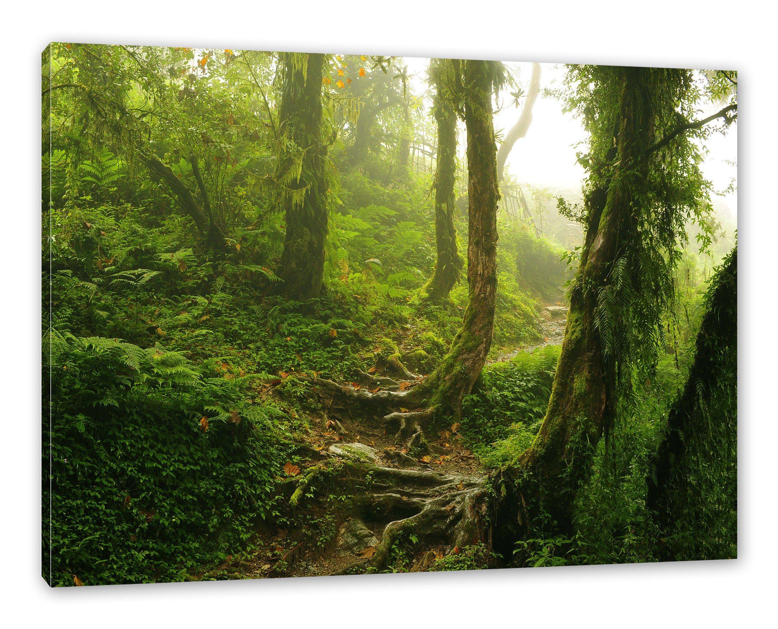 Pixxprint Leinwandbild Unberührter Regenwald, Unberührter Regenwald (1 St), Leinwandbild fertig bespannt, inkl. Zackenaufhänger