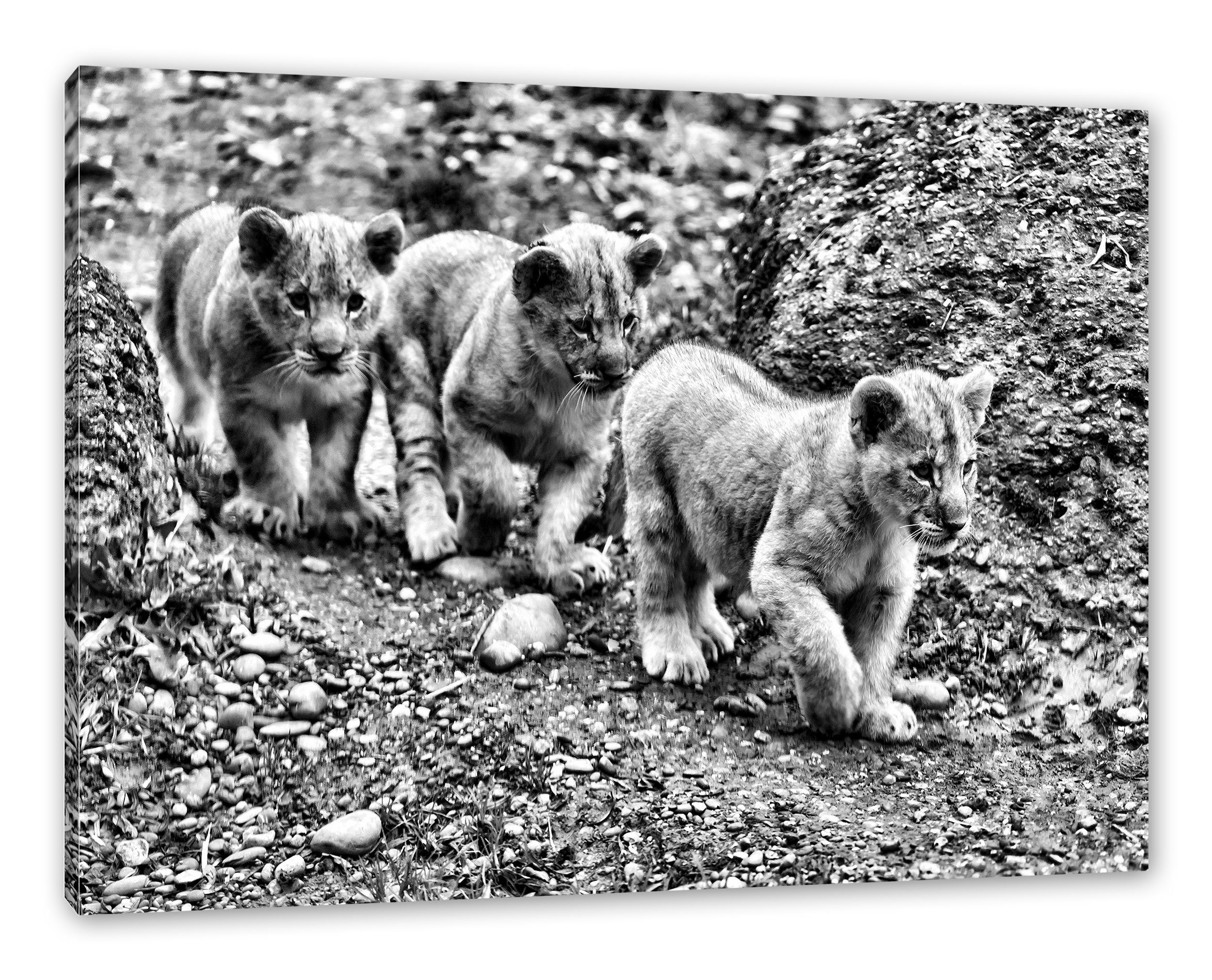 (1 fertig niedliche bespannt, Pixxprint Löwenjungtiere, inkl. niedliche Leinwandbild Löwenjungtiere Leinwandbild St), Zackenaufhänger