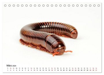 CALVENDO Wandkalender WIRBELLOS (Tischkalender 2024 DIN A5 quer), CALVENDO Monatskalender