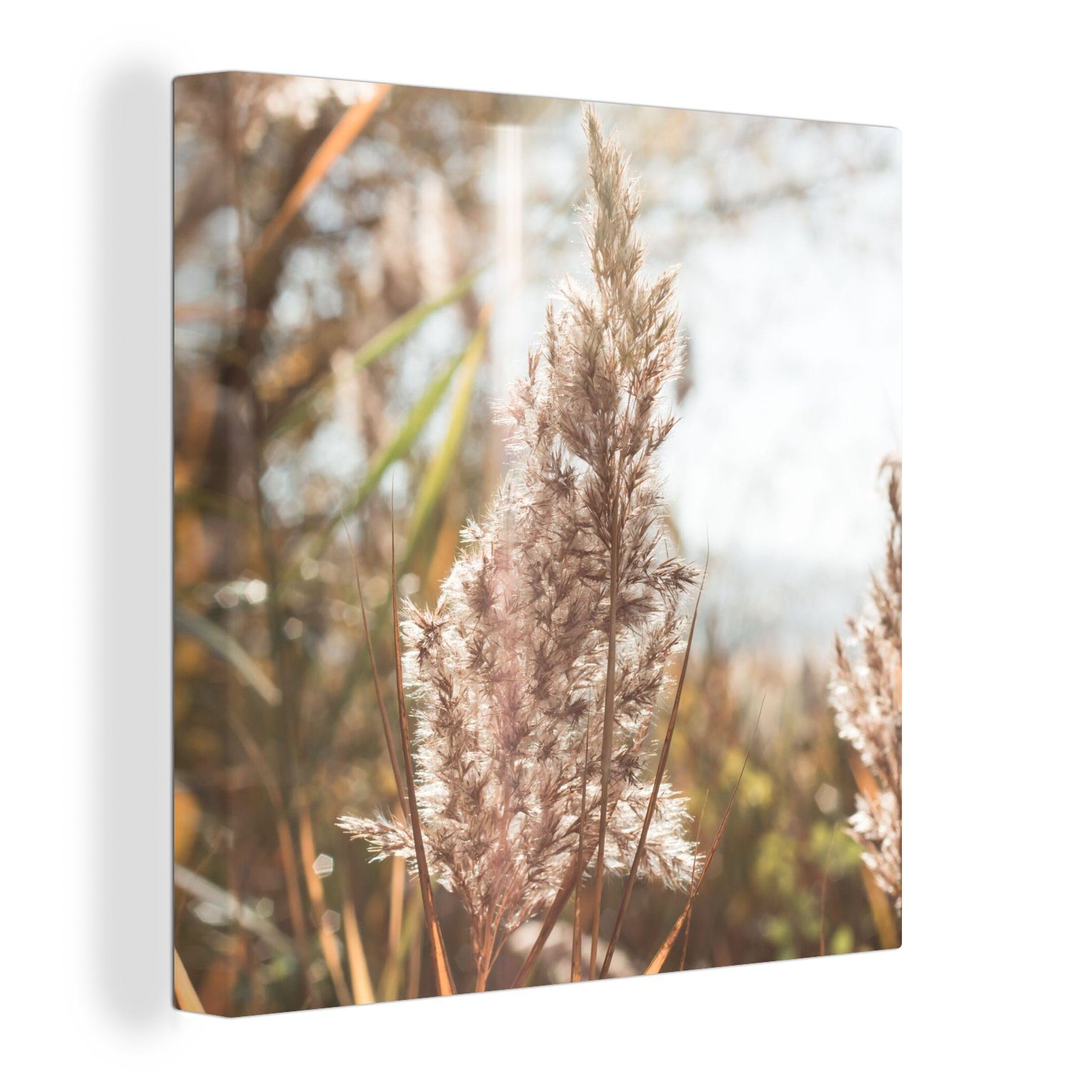 OneMillionCanvasses® Leinwandbild Schilf - Sonne - Pflanze, (1 St), Leinwand Bilder für Wohnzimmer Schlafzimmer