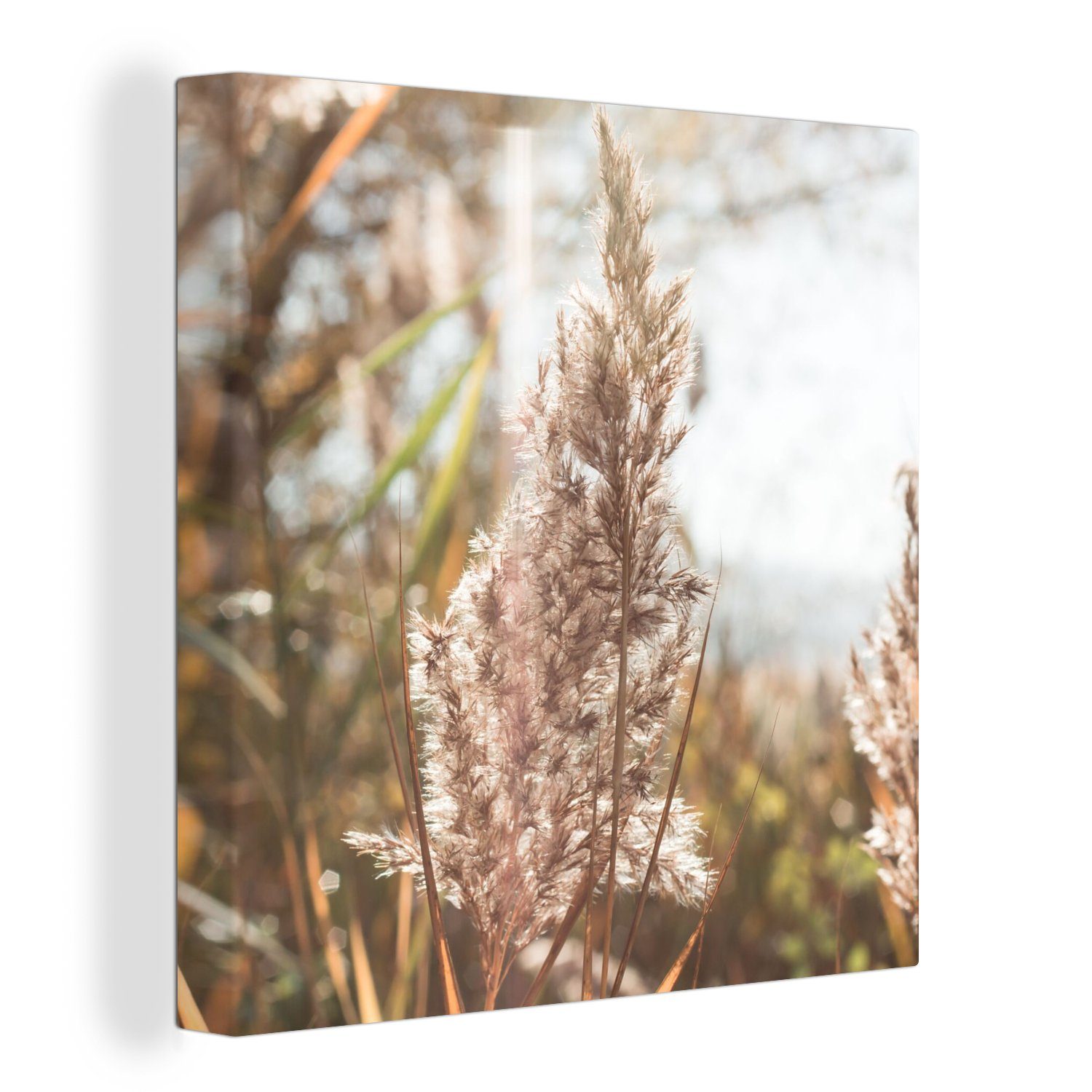 Leinwandbild Schilf - Sonne - Pflanze