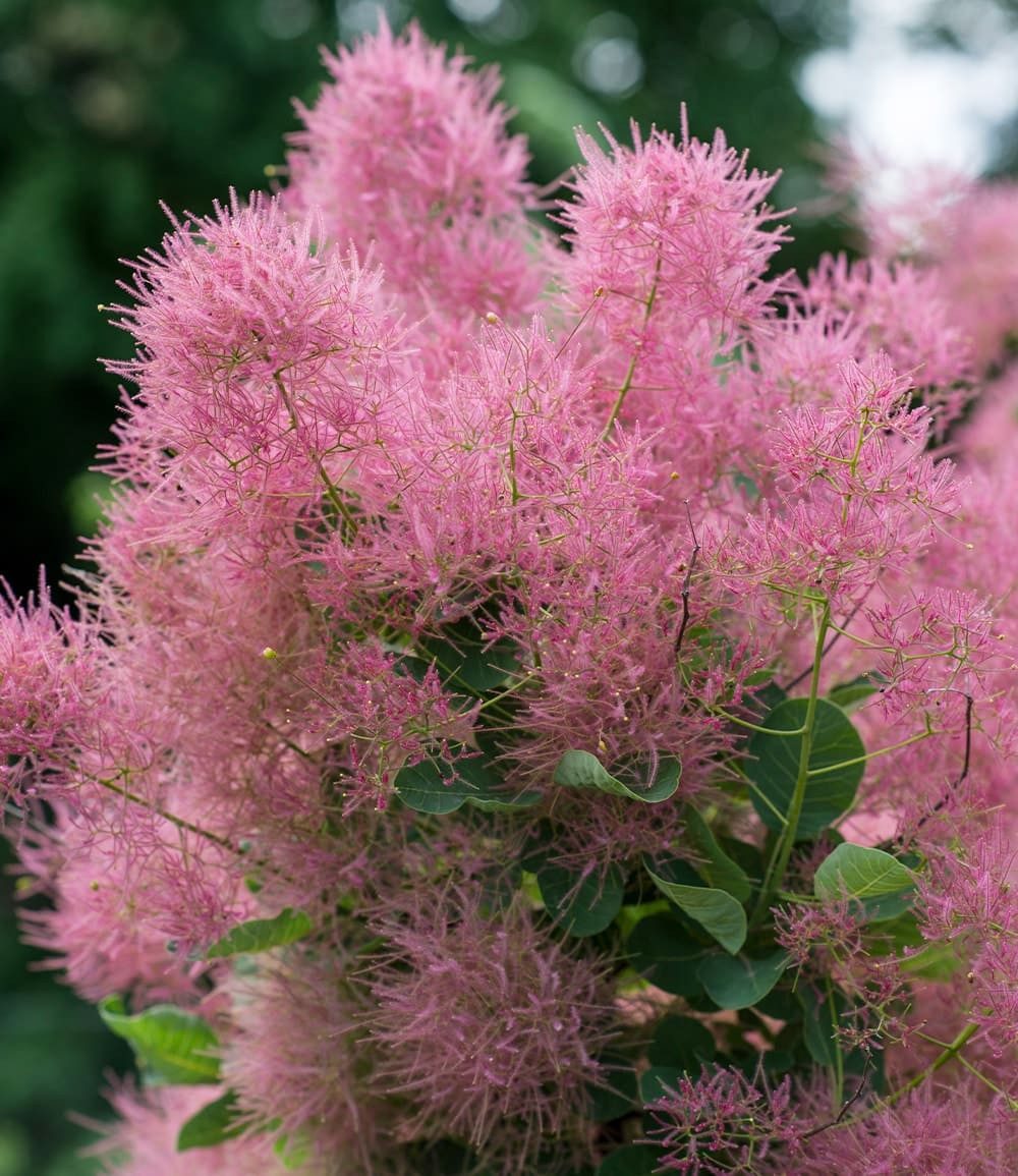 BALDUR Garten Zierstrauch Perückenstrauch Cotinus 'Smokey Joe®', 1 St., Rosa,winterhart, mehrjährig, pflegeleicht – Bild 2 von 2