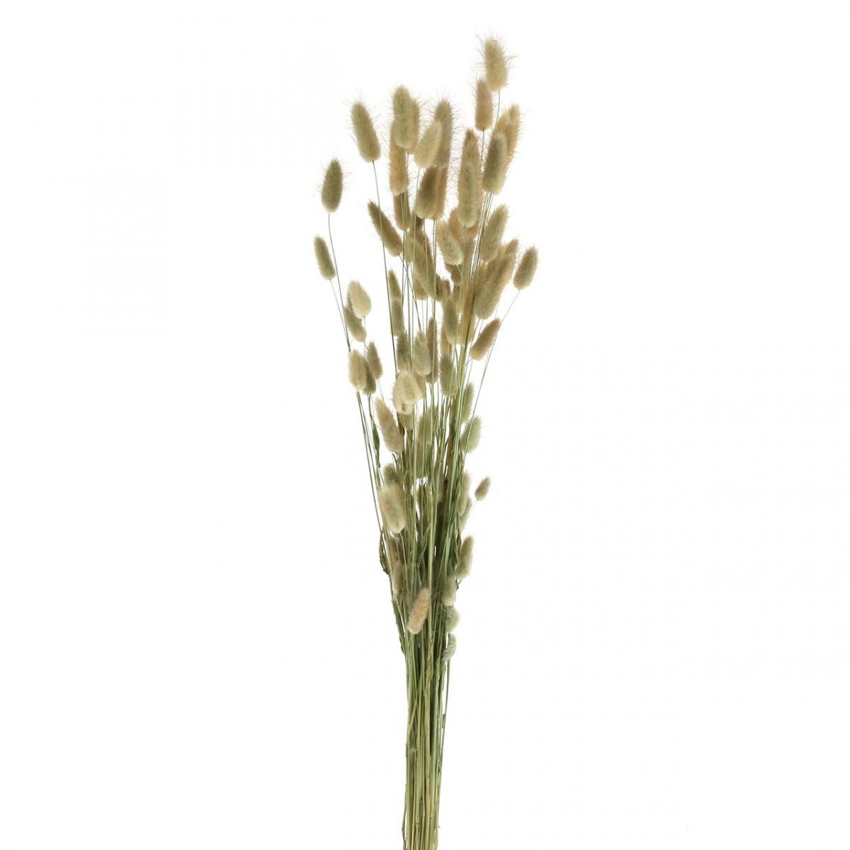 Trockenblume Lagurus Trockenblumen Deko, Getrocknetes Lampenputzergras, günstig online kaufen