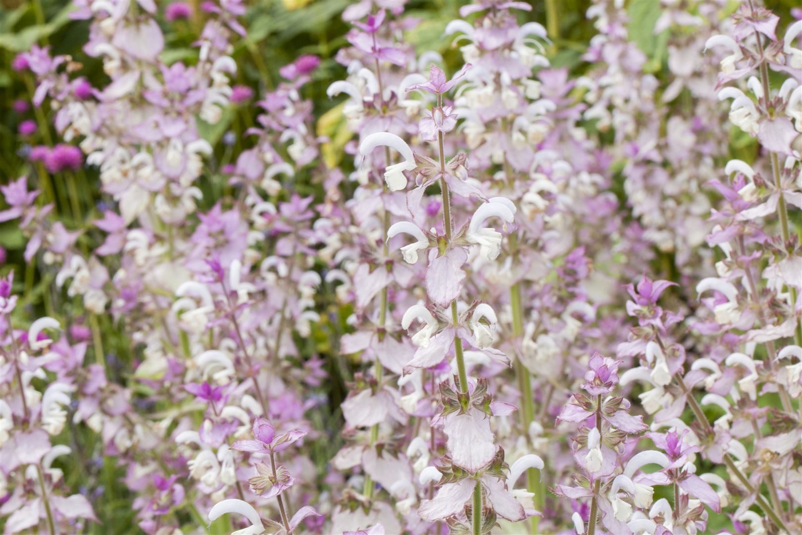 Pflanzen für Dich Staude Salvia sclarea, 1 St., Muskatellersalbei