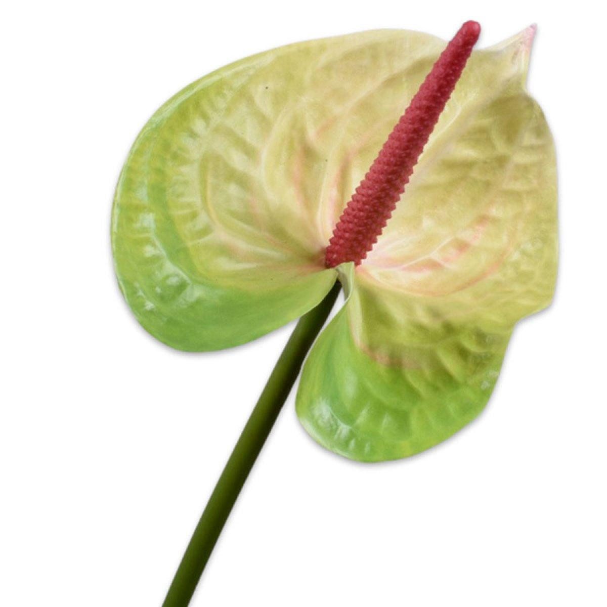 Künstliche Zimmerpflanze Seidenblume Anthurie Anthurium Grün Flamingoblume (66cm), SILK-KA