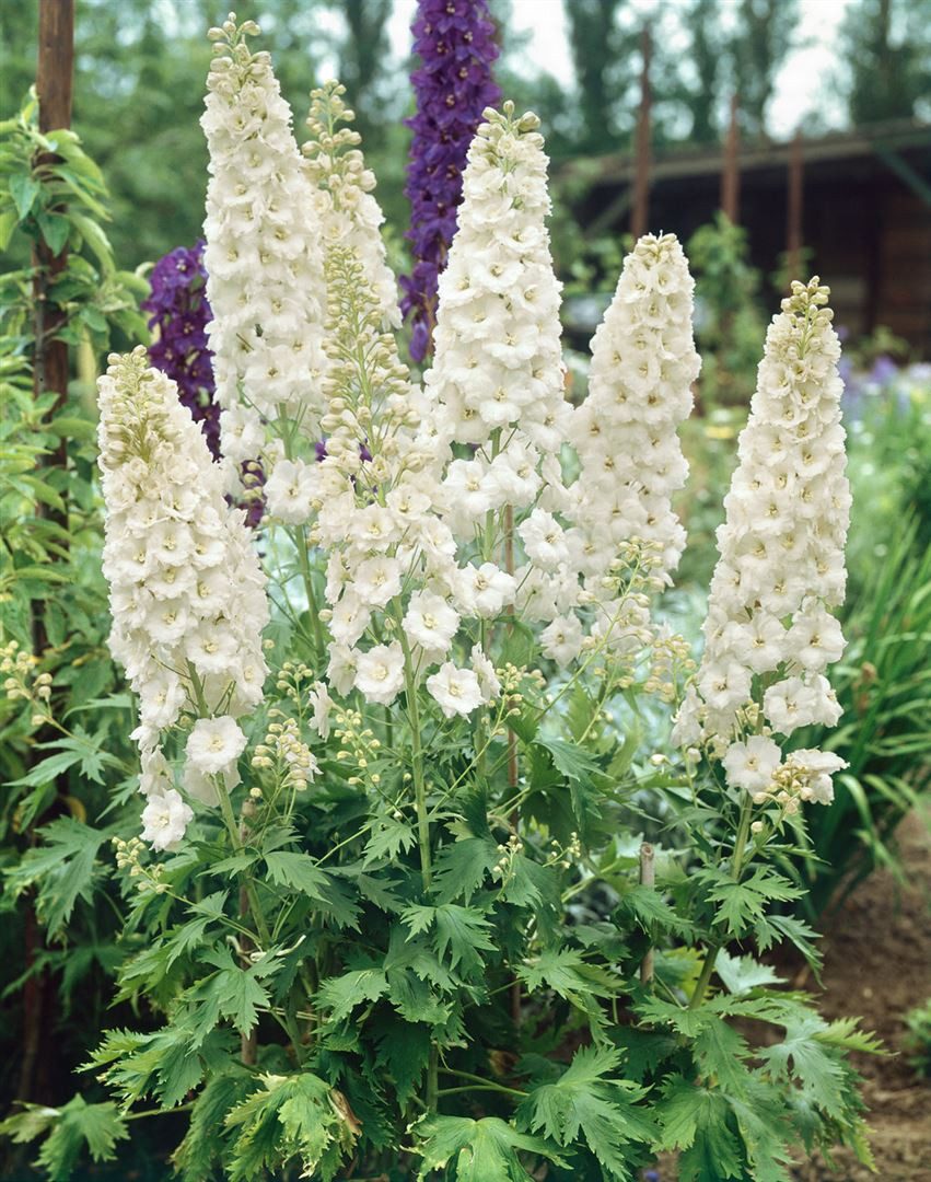 Pflanzen für Dich Staude Delphinium Pacific Galahad, 1 St., Rittersporn