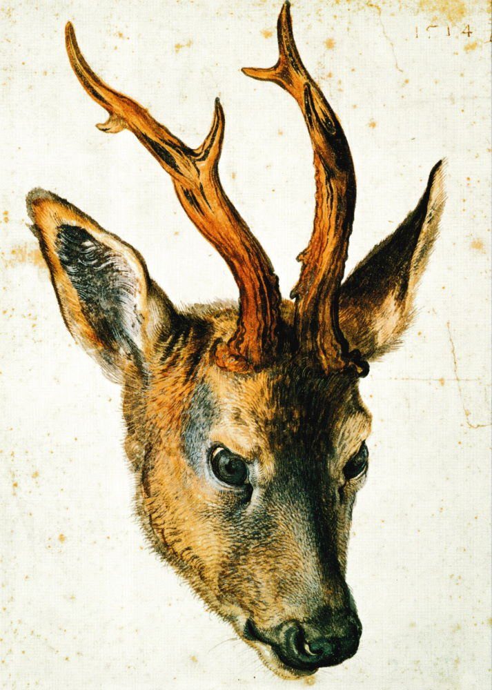 Postkarte Kunstkarte Albrecht Dürer "Kopf eines Rehbocks"