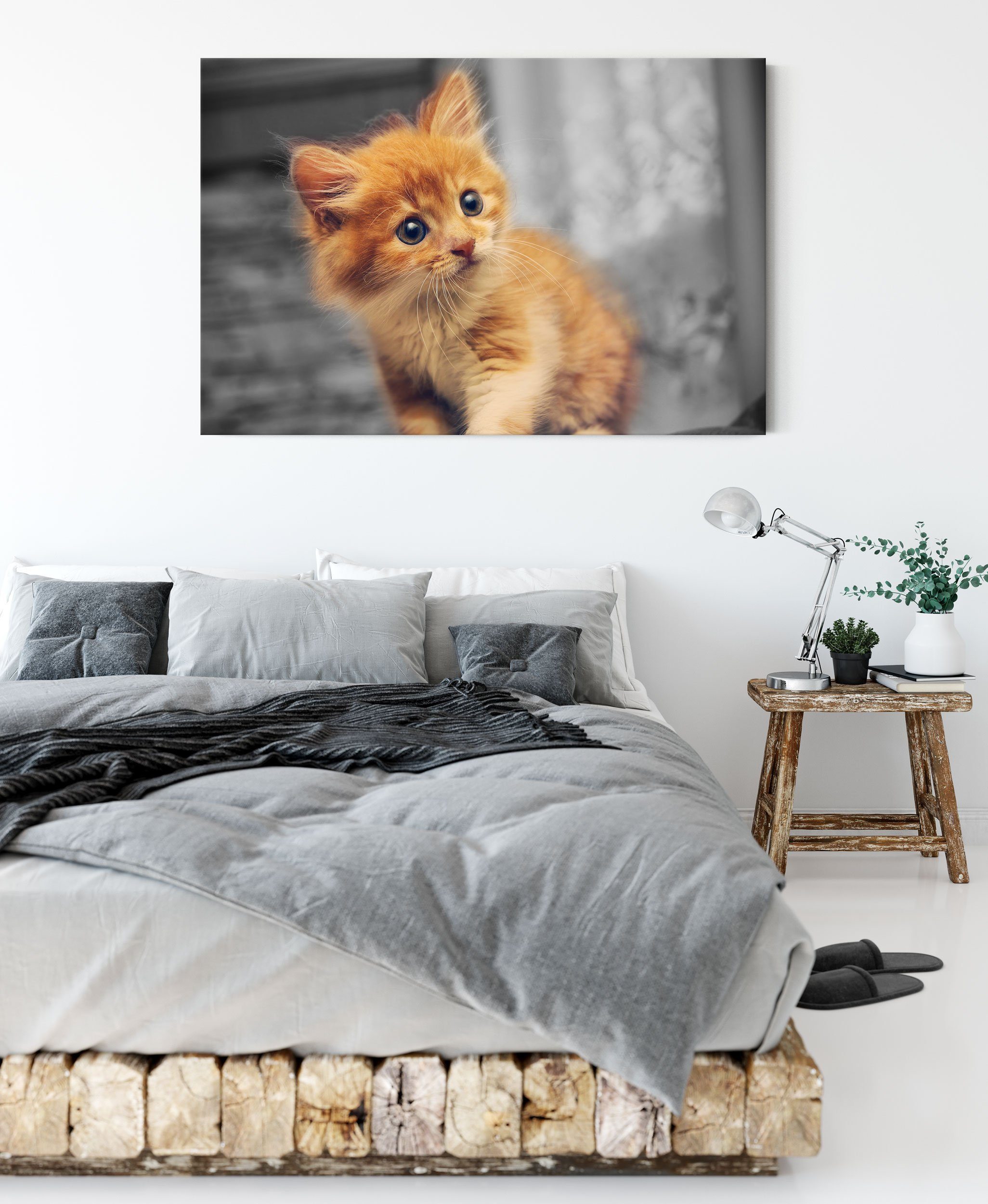 inkl. St), Zackenaufhänger Neugieriges Pixxprint Leinwandbild Leinwandbild Kätzchen, fertig (1 Neugieriges bespannt, Kätzchen