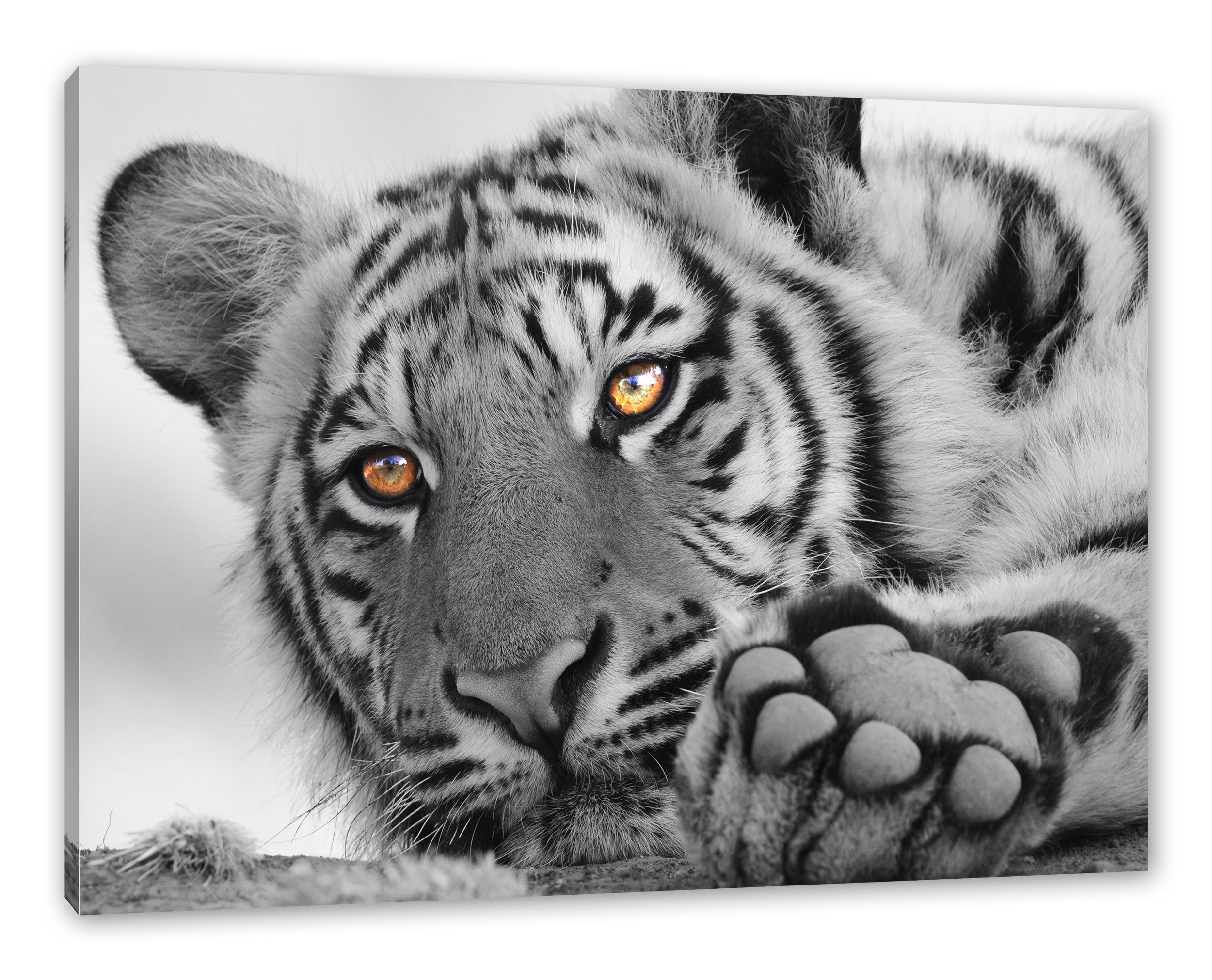 Leinwandbild bespannt, fertig Zackenaufhänger entspannter entspannter Tiger, St), Leinwandbild Pixxprint inkl. (1 Tiger